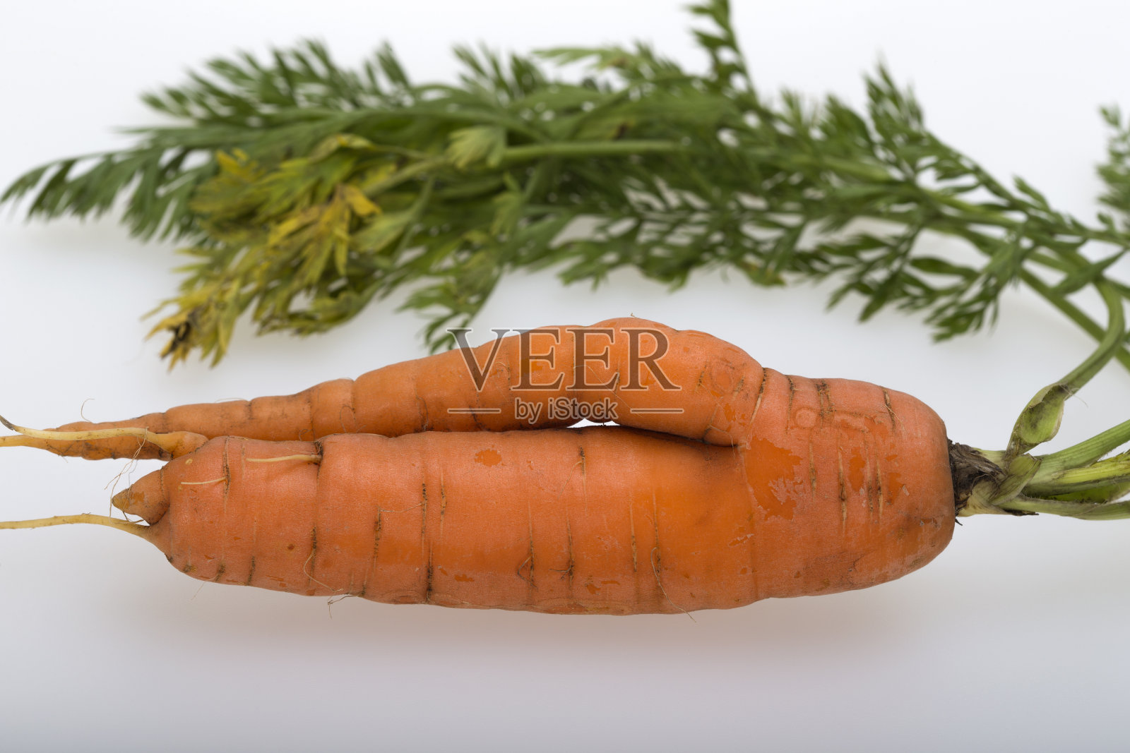 胡萝卜。照片摄影图片