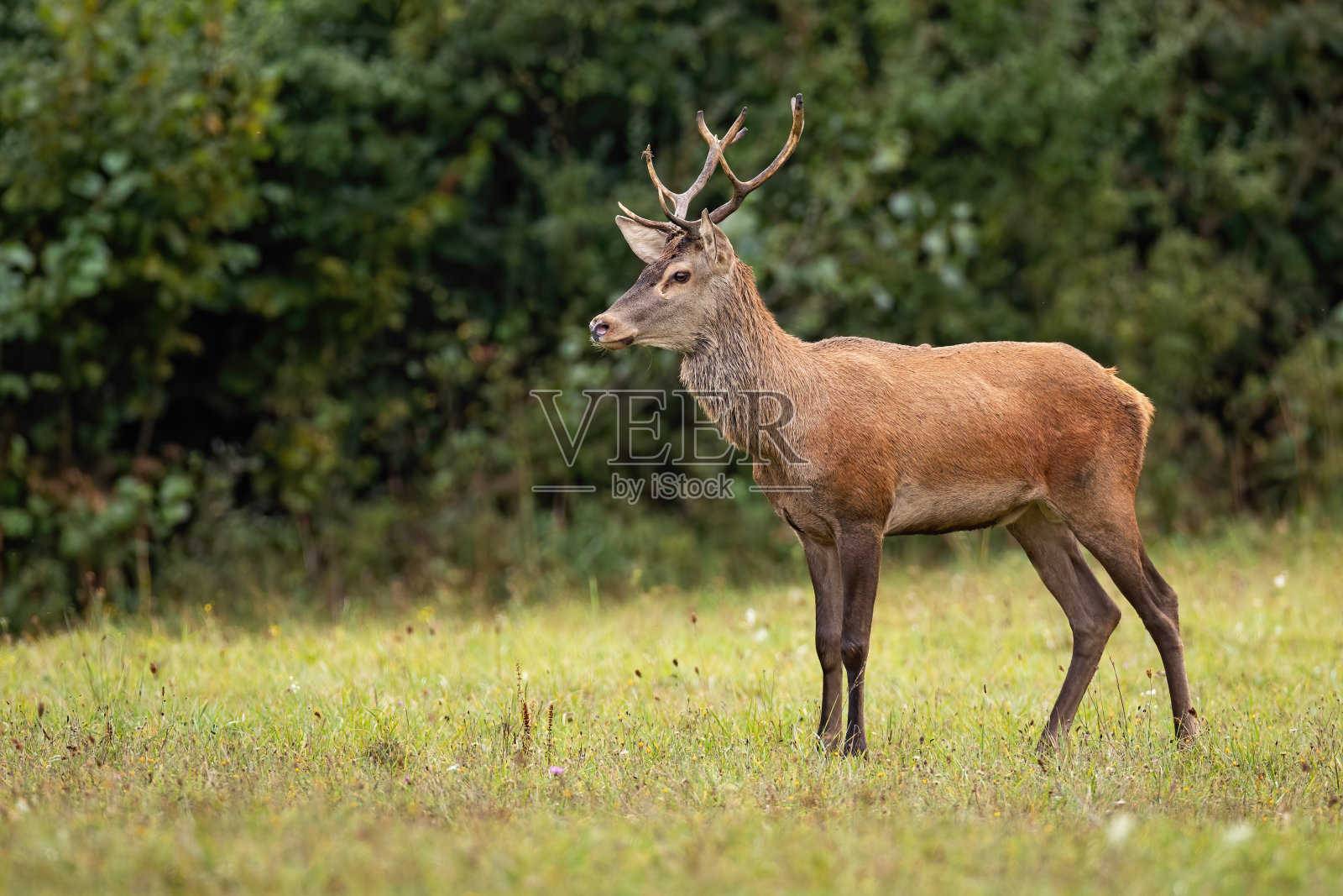 马鹿在野地里焦急地注视着牡鹿。照片摄影图片