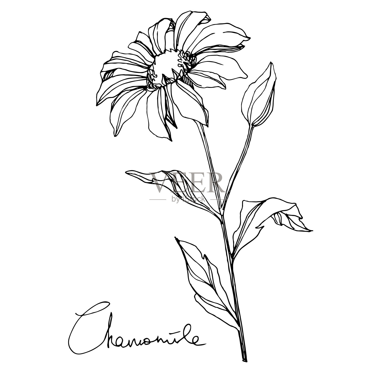 洋甘菊属植物的花媒。黑白篆刻水墨艺术。孤立花插图元素。插画图片素材