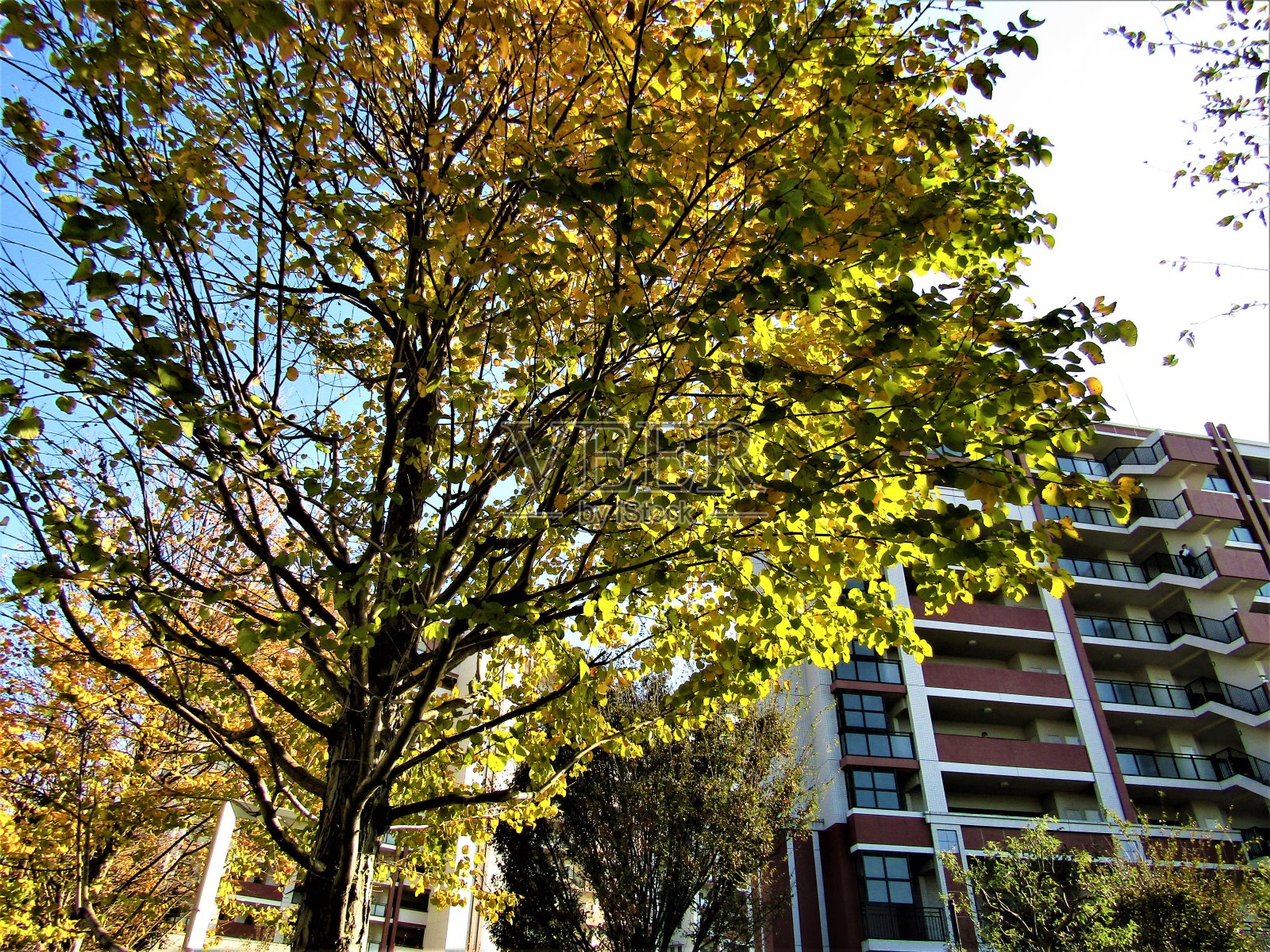 流山市,千叶,日本。城市的秋天照片摄影图片
