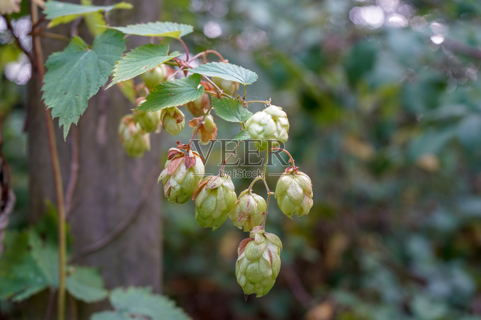 啤酒花在藤蔓上近距离生长照片摄影图片