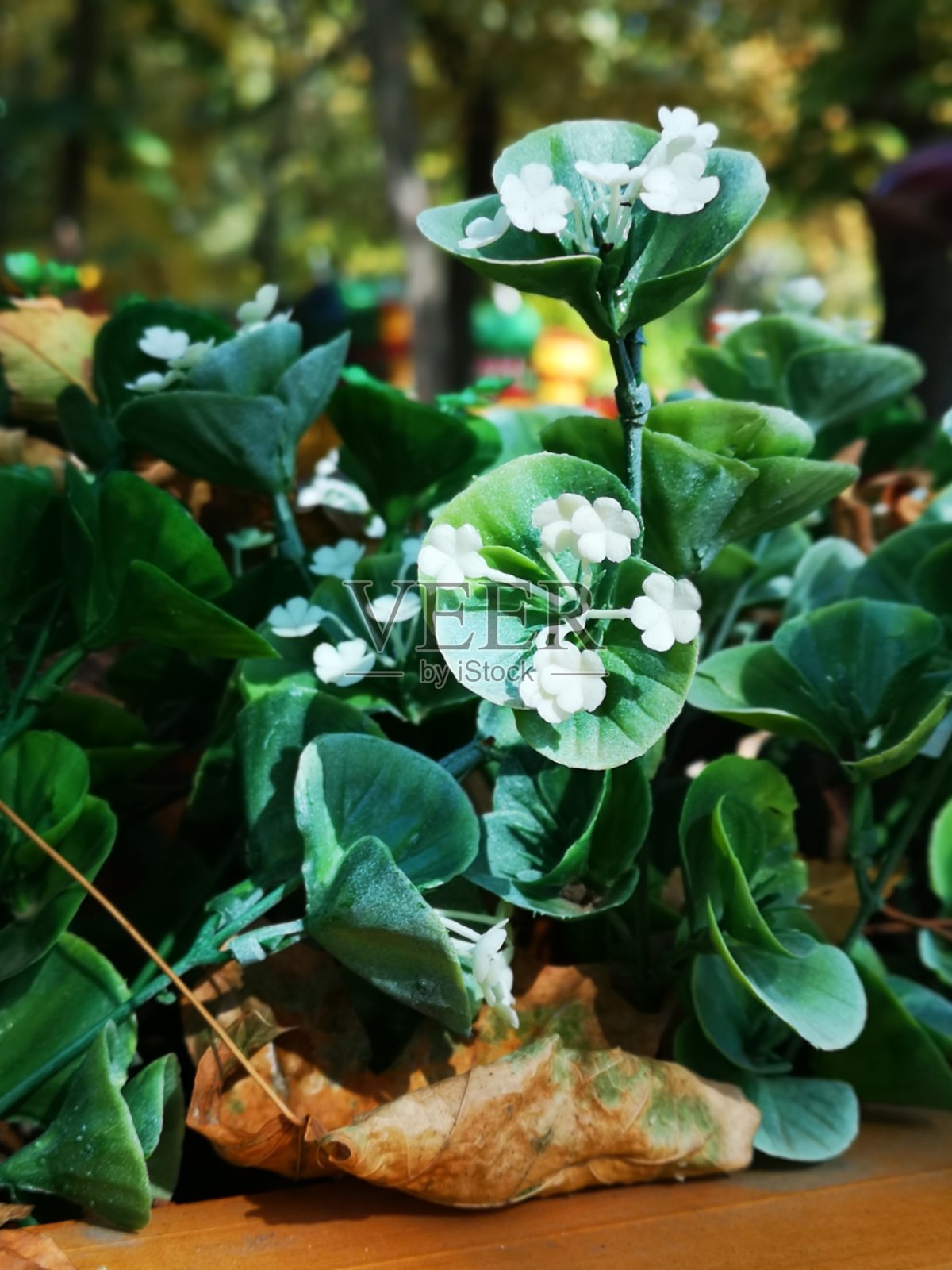 一种白花黄叶的植物照片摄影图片