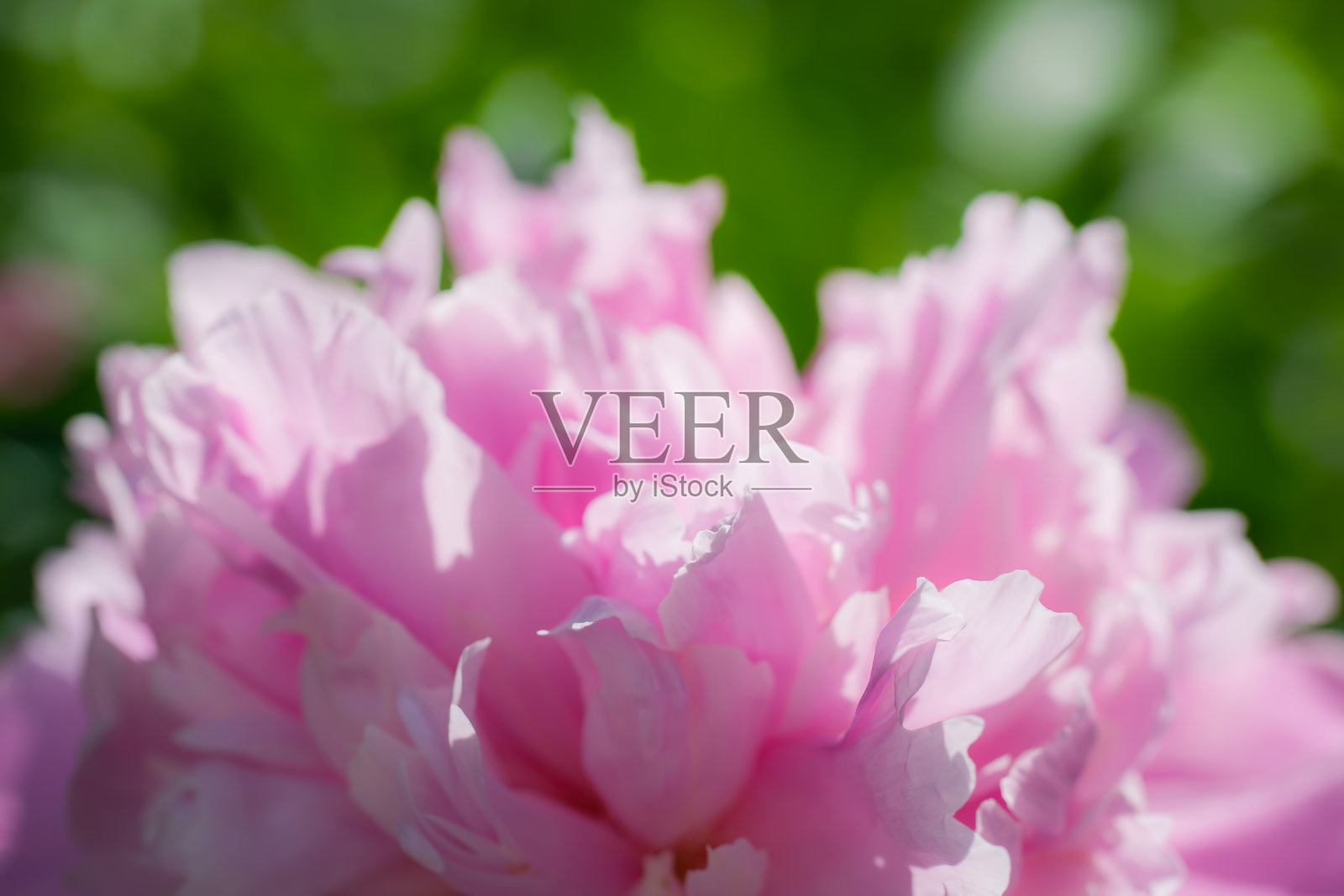 粉红色的牡丹花近了照片摄影图片