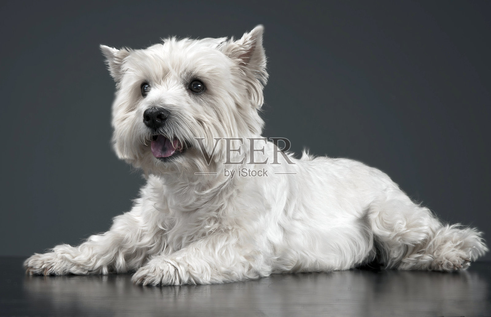 白色西部高地梗放松在工作室照片摄影图片