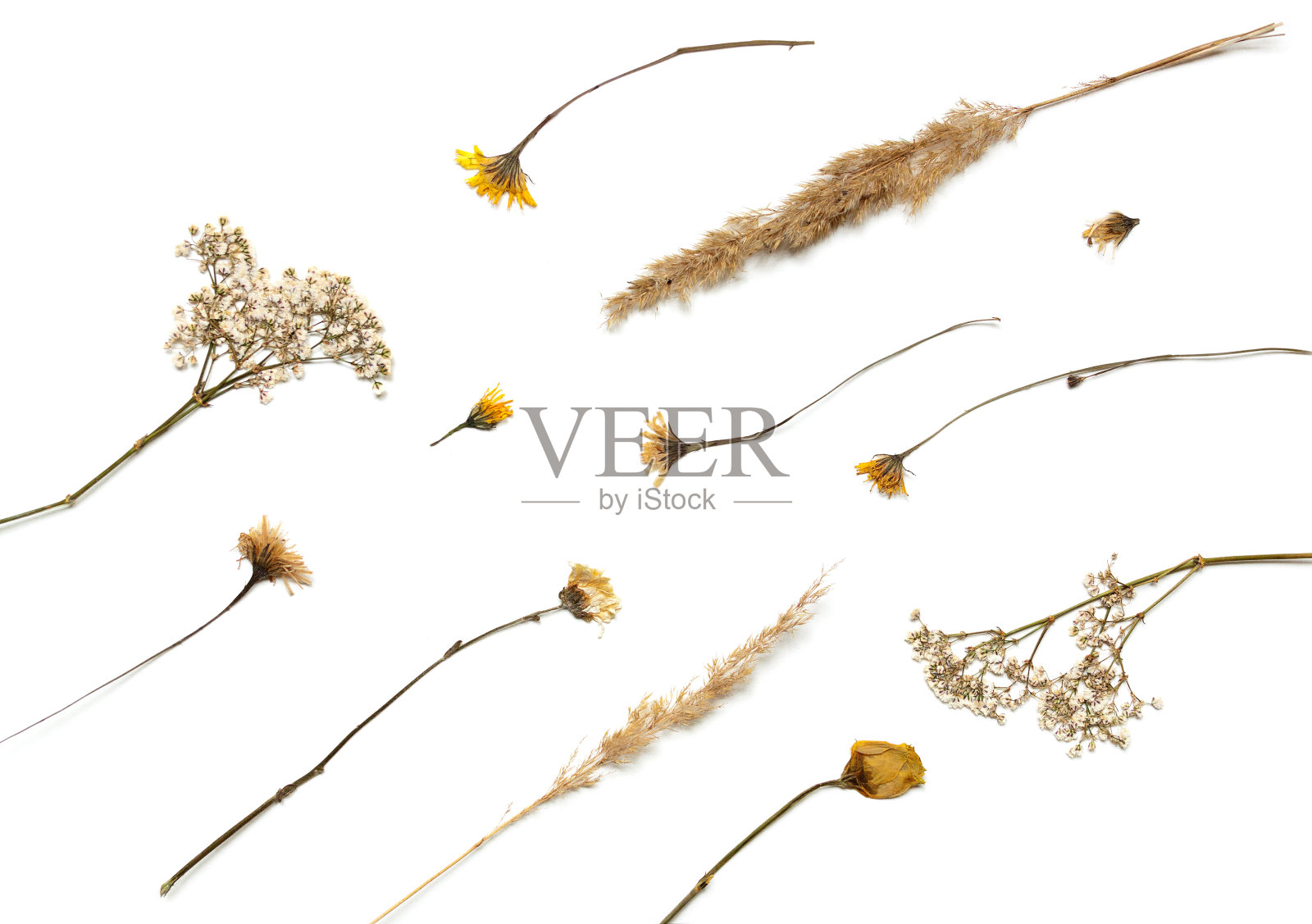 平坦的背景衬着干燥的植物。秋季植物标本照片摄影图片