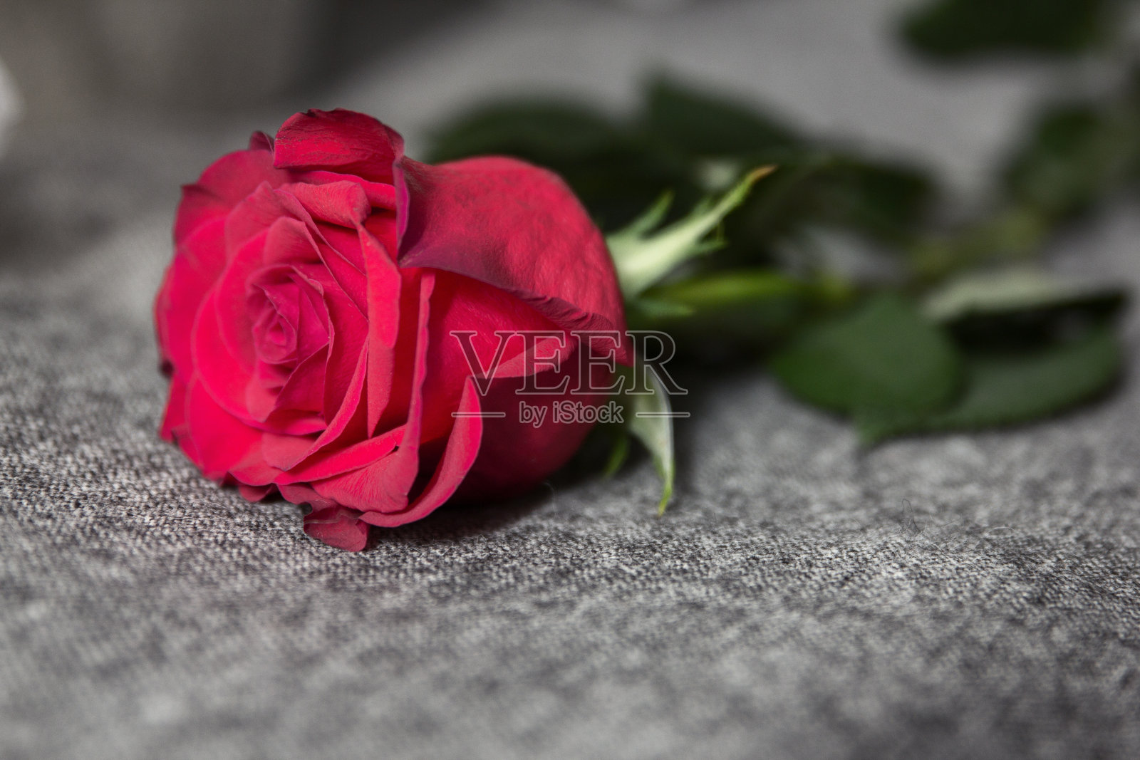 床上的红玫瑰照片摄影图片