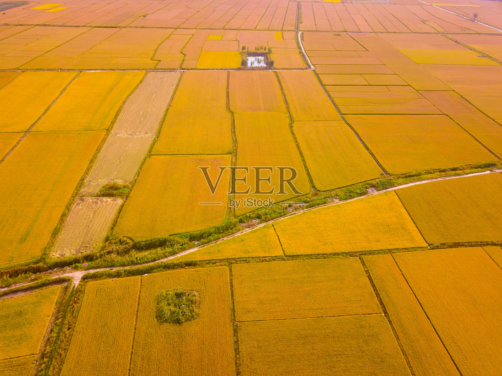 成熟的水稻在田间的公路和渠道照片摄影图片