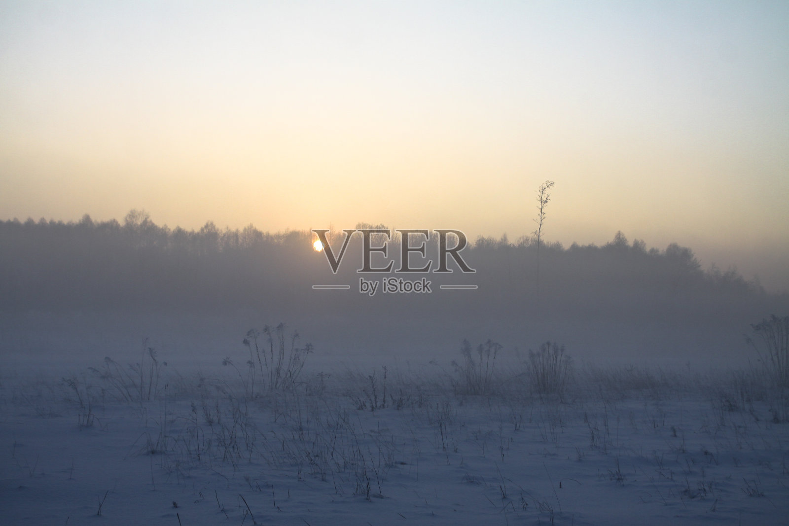 美丽的冬季景观与雪树在森林。太阳在日落或早晨的光线。圣诞和新年的主题照片摄影图片