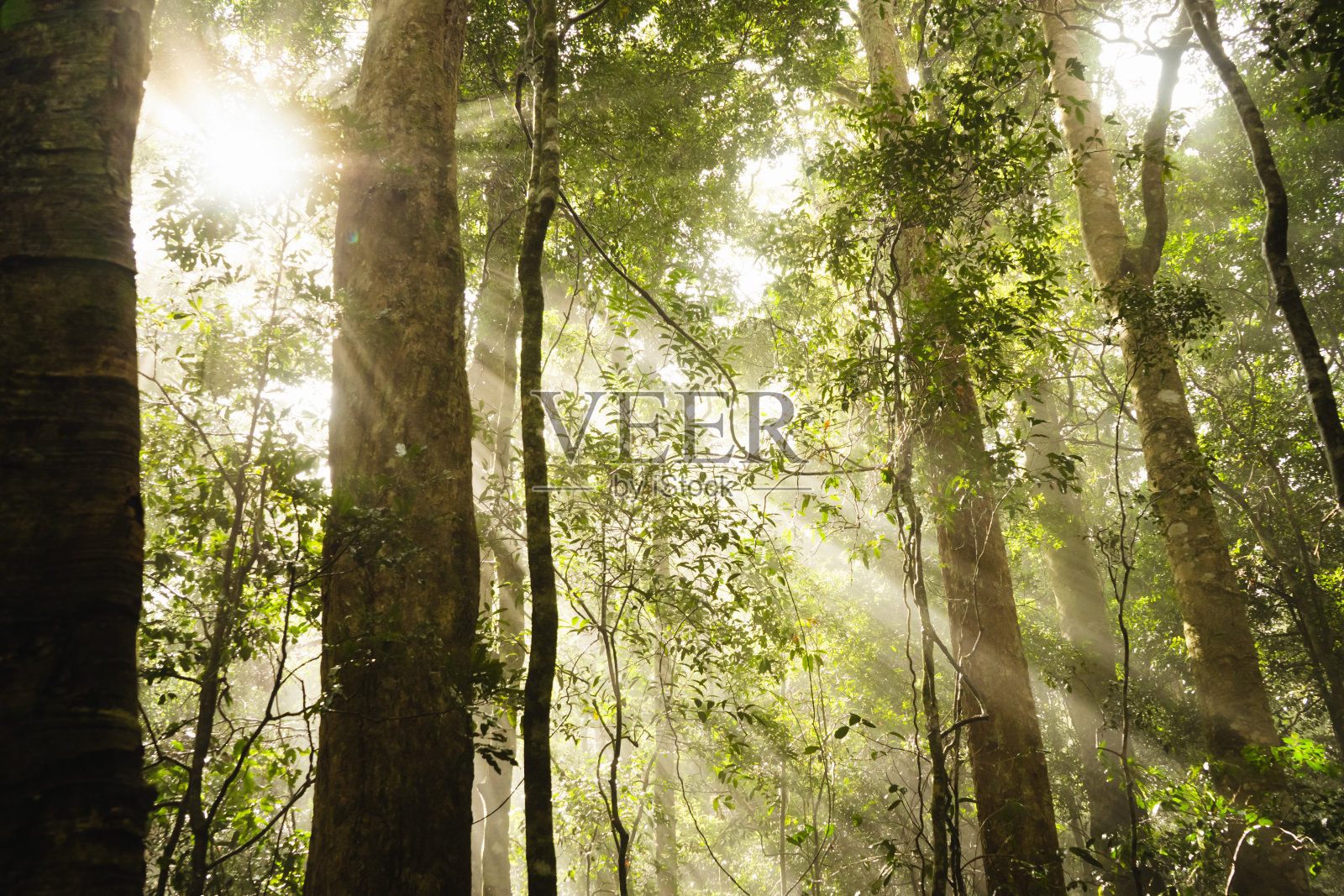澳大利亚昆士兰拉明顿国家公园照片摄影图片
