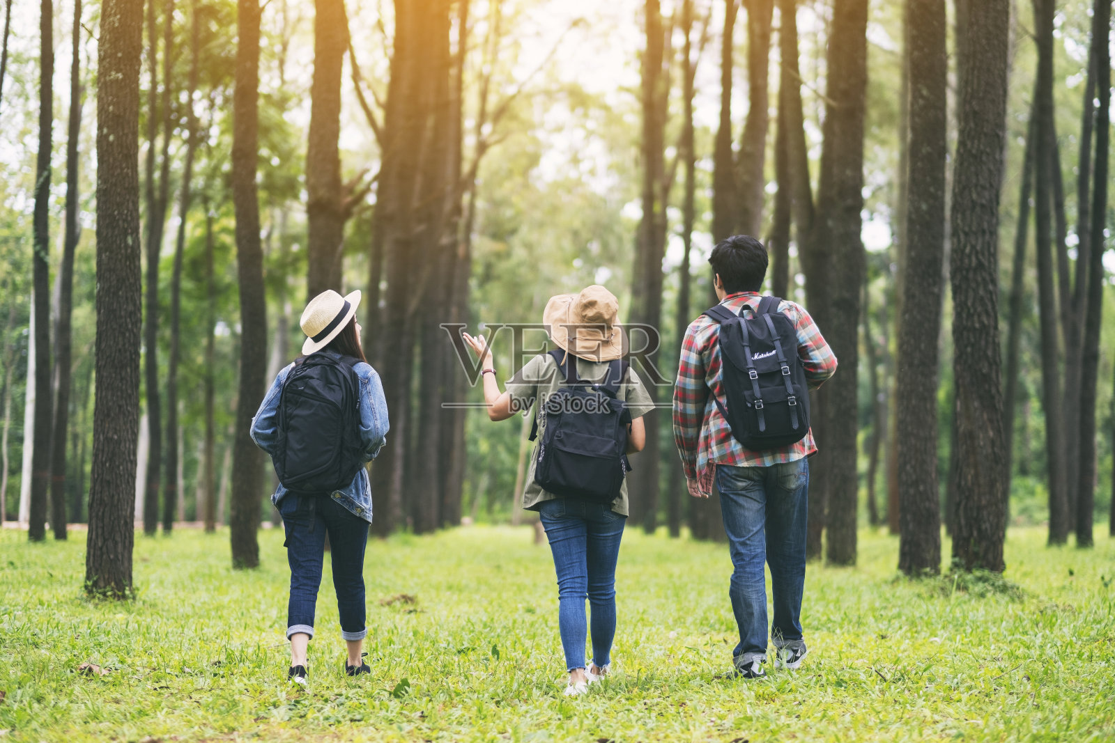 一群游客走进一片美丽的松林照片摄影图片