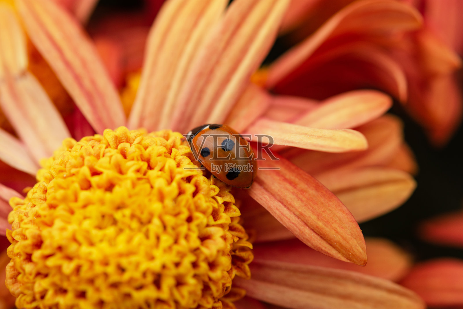 橙色菊花特写花园与瓢虫照片摄影图片