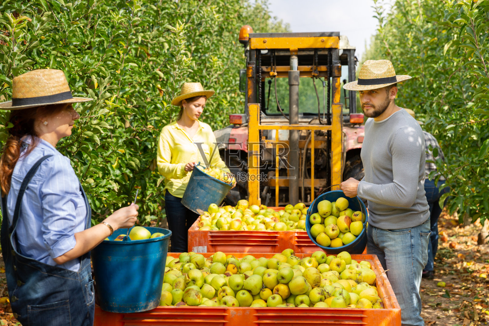 农民们把碰伤的苹果放进板条箱照片摄影图片