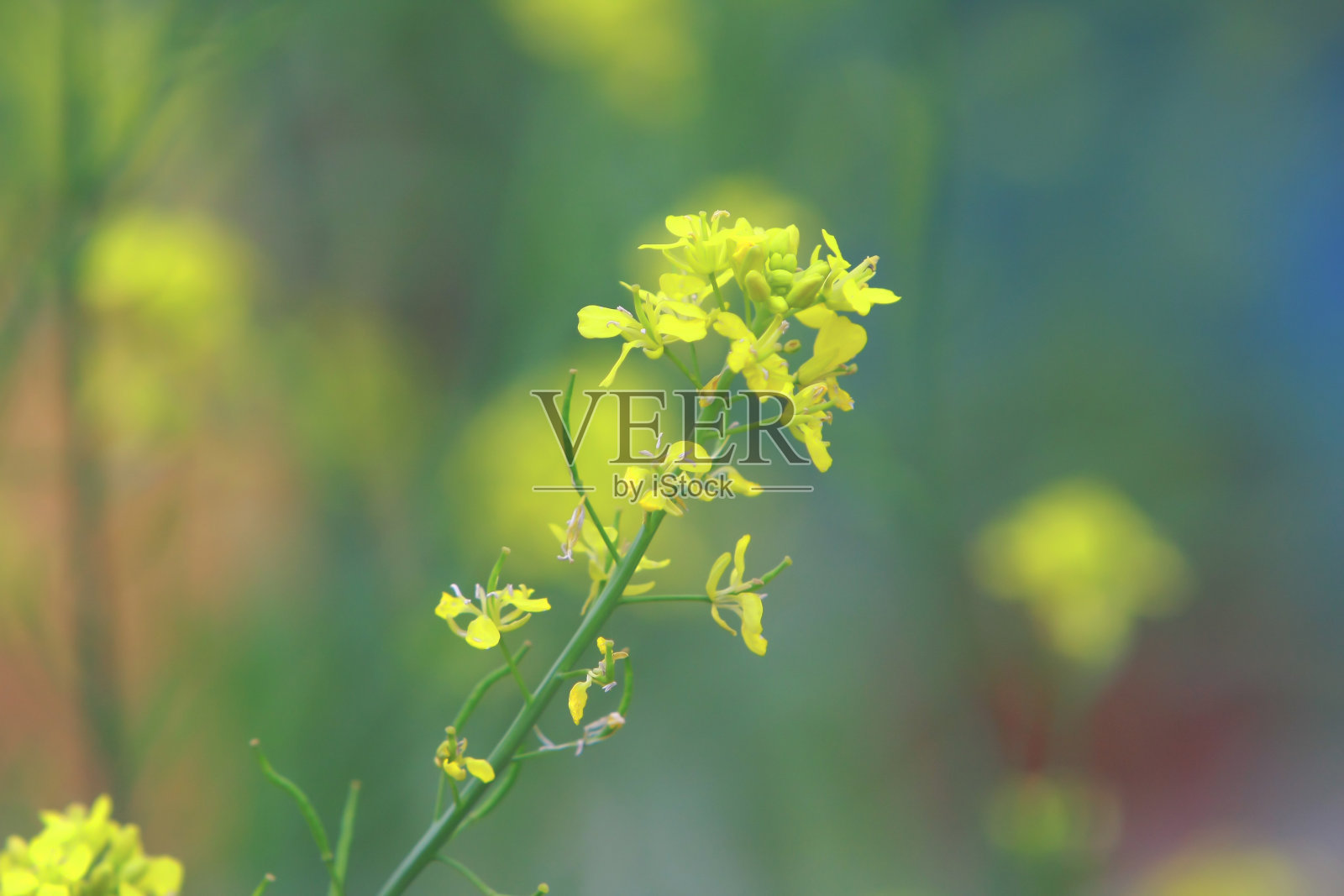 2009年2月22日香港的自然景观照片摄影图片