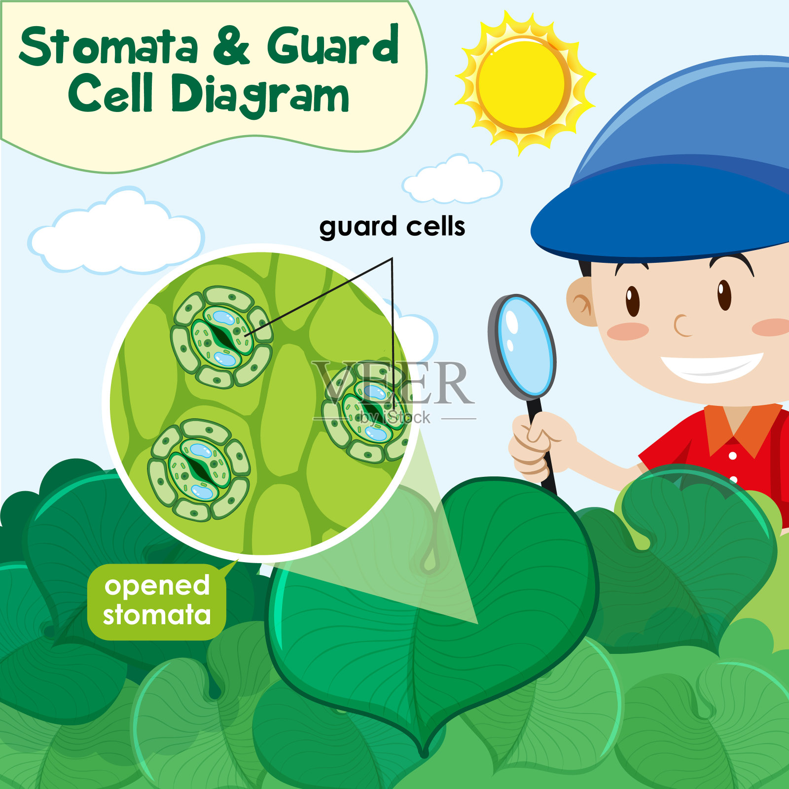 图示气孔与保卫细胞插画图片素材