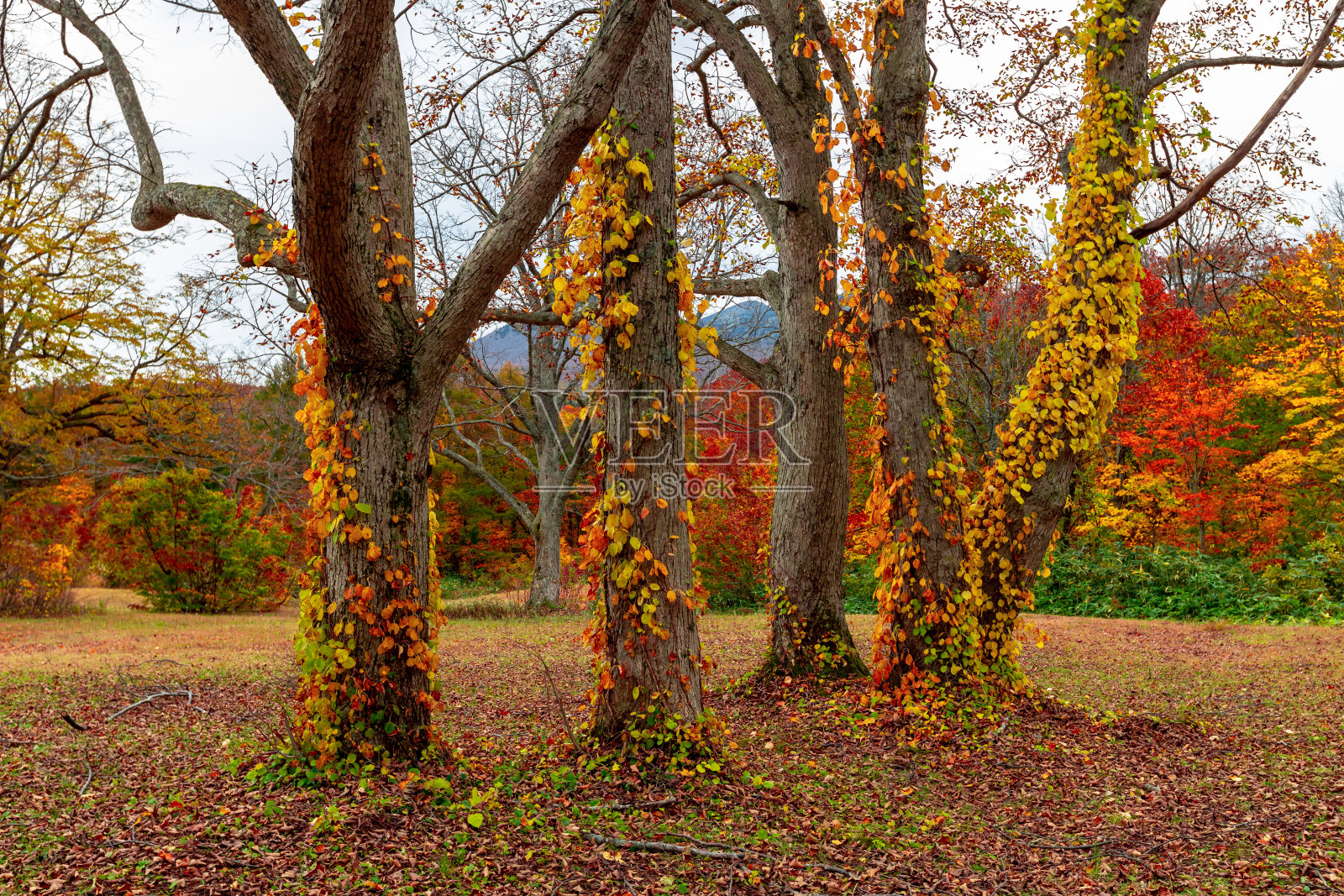 秋天的树木。照片摄影图片