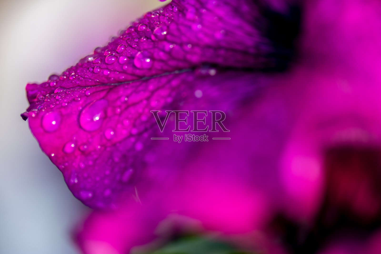 紫佩妮照片摄影图片