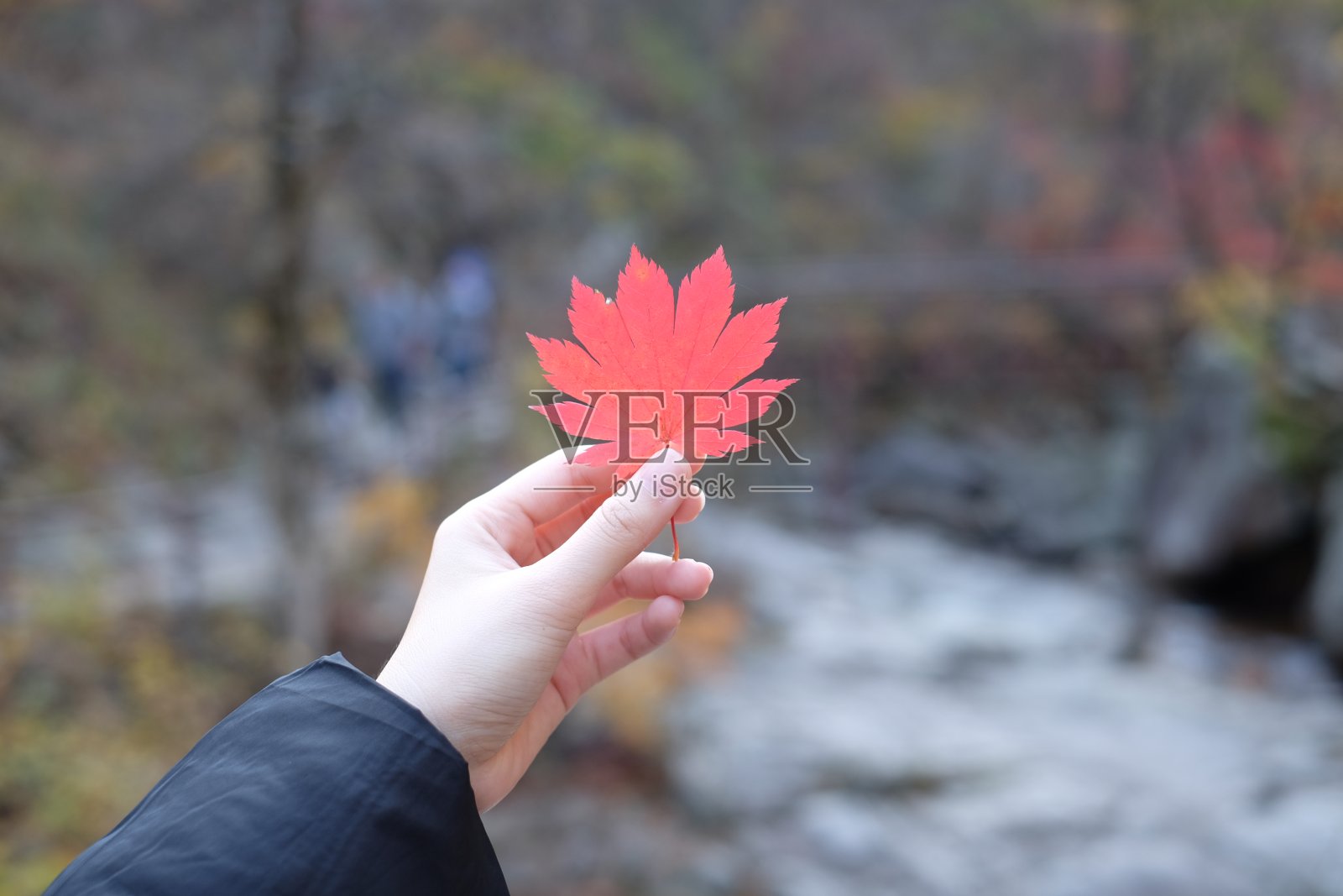 手握枫叶。照片摄影图片