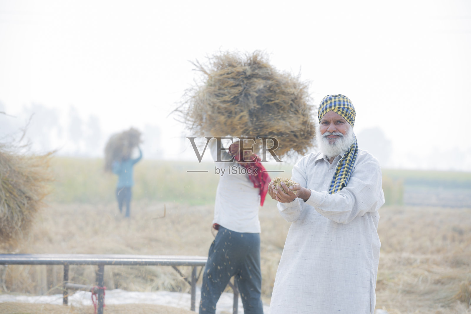 农民手里拿着小麦谷粒的库存照片照片摄影图片