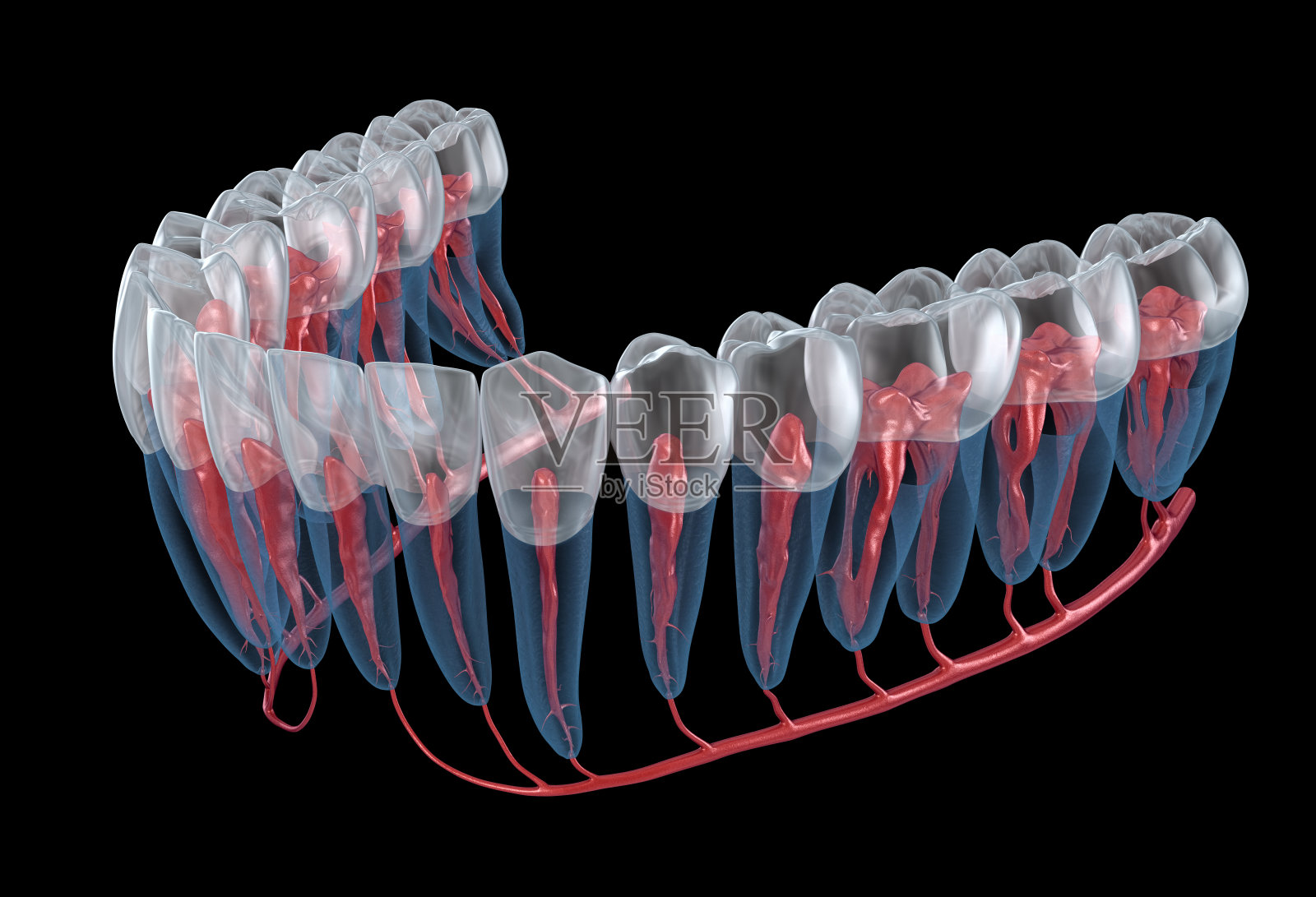 牙根解剖,x光视图。医学上准确的牙科3D插图照片摄影图片