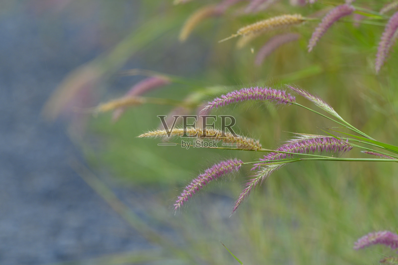 美丽的彩色粉色花朵作为背景照片摄影图片