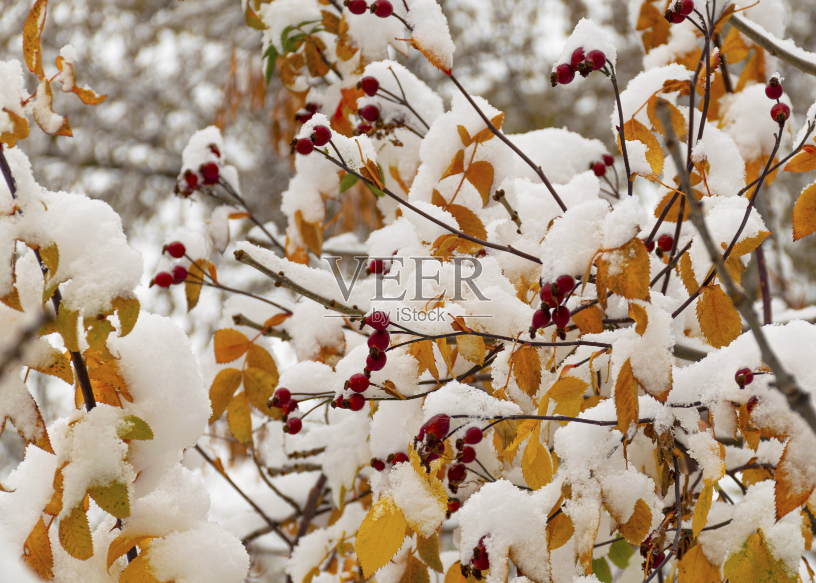 第一场雪是秋天下的。雪躺在绿色和黄色的叶子上。降雪和冬季。照片摄影图片