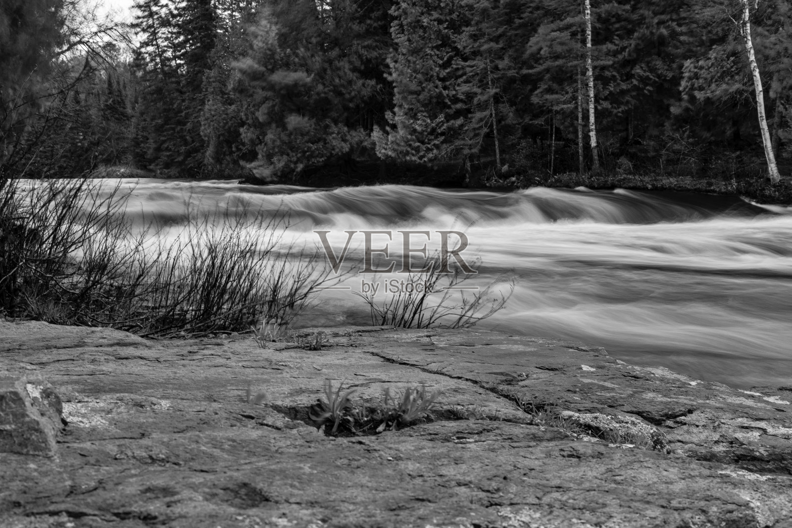 林地照片摄影图片