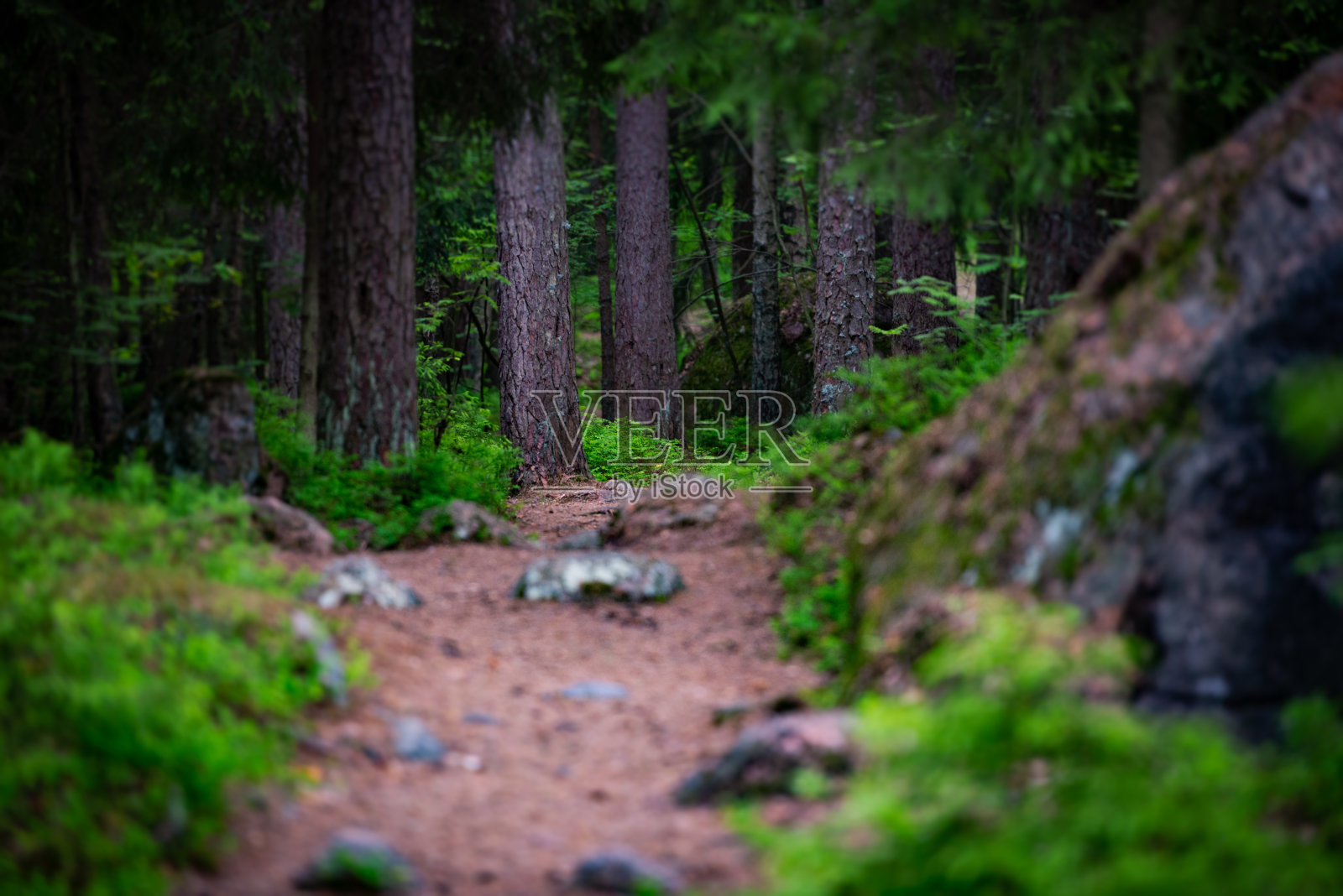 空旷弯曲的森林道路在夏天。路边有树照片摄影图片