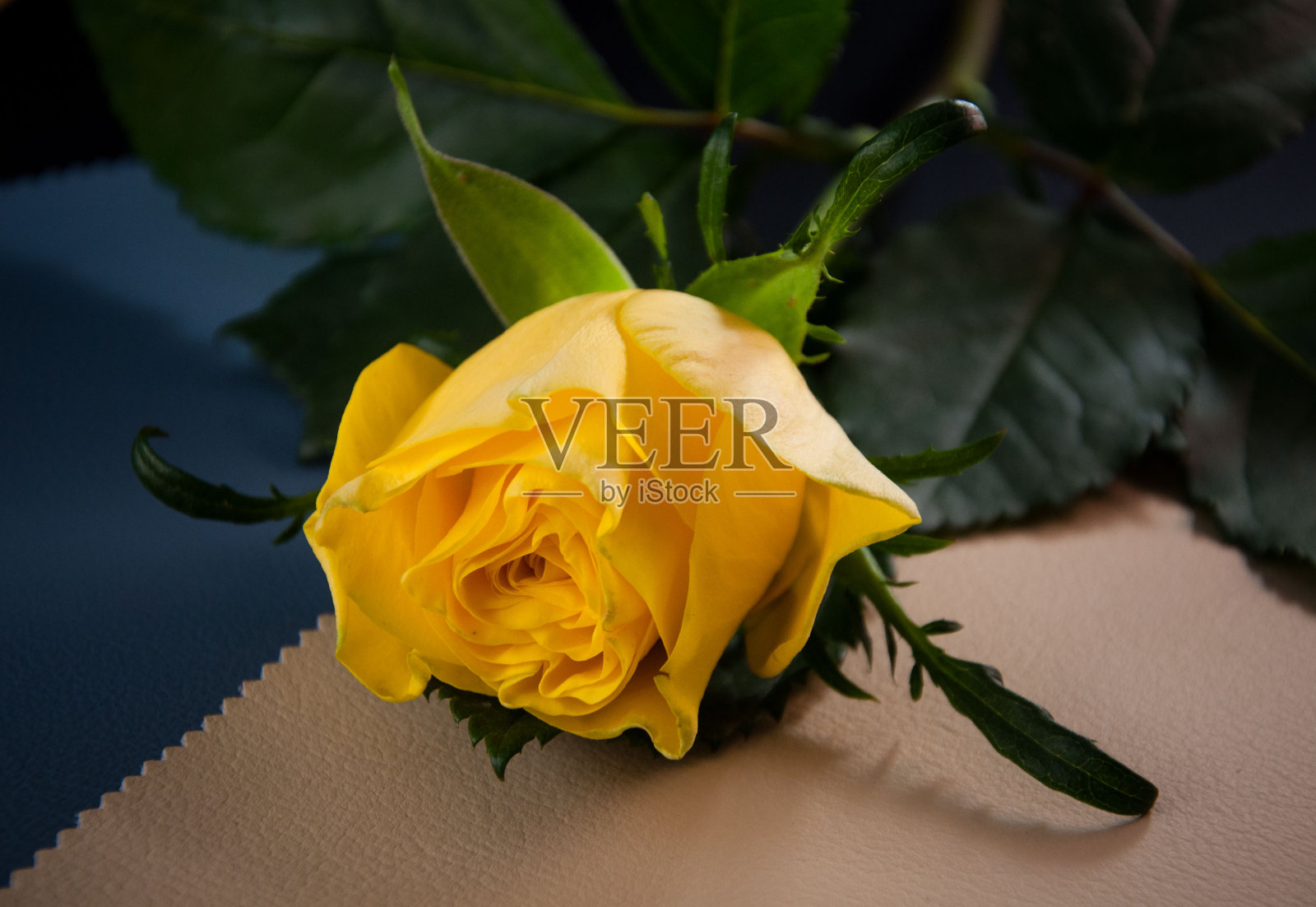 带着一朵黄玫瑰的静物照片摄影图片