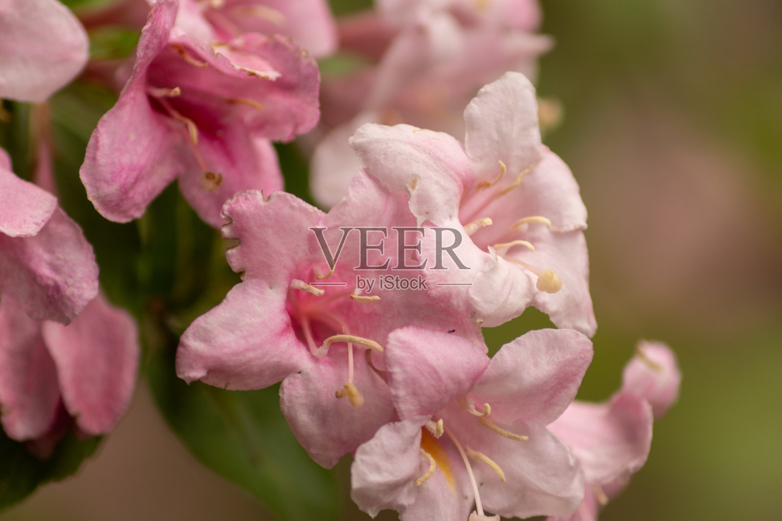 花园。鲜花、树木。大自然。花园中的春天照片摄影图片