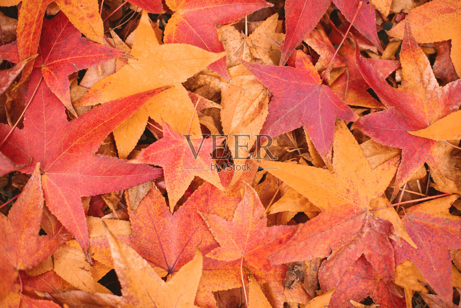 秋叶背景照片摄影图片