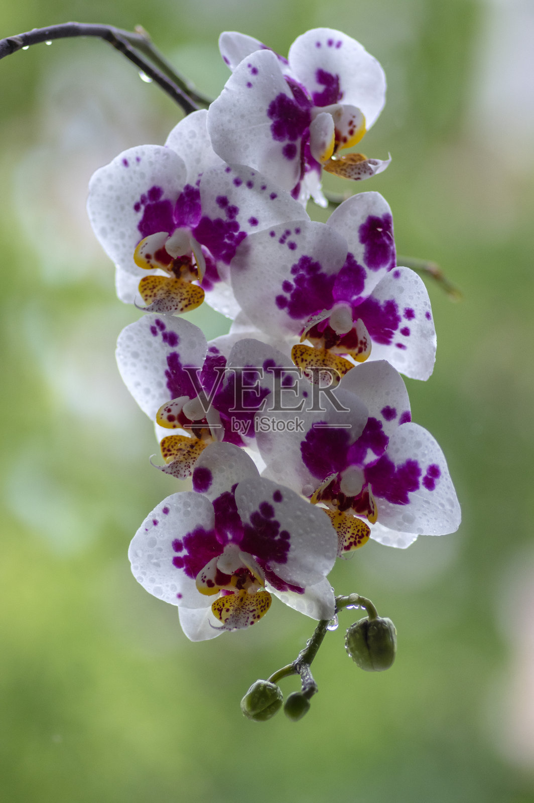 美丽的白色和粉红色兰花单花盛开在室内蝴蝶兰,点缀着淡黄的花瓣,绿色的芽照片摄影图片