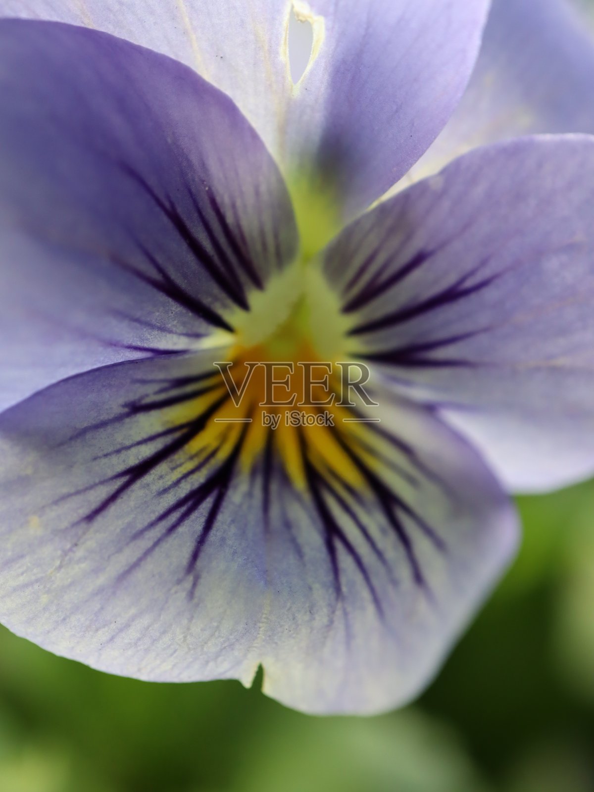 悉尼公园里的花盛开了照片摄影图片