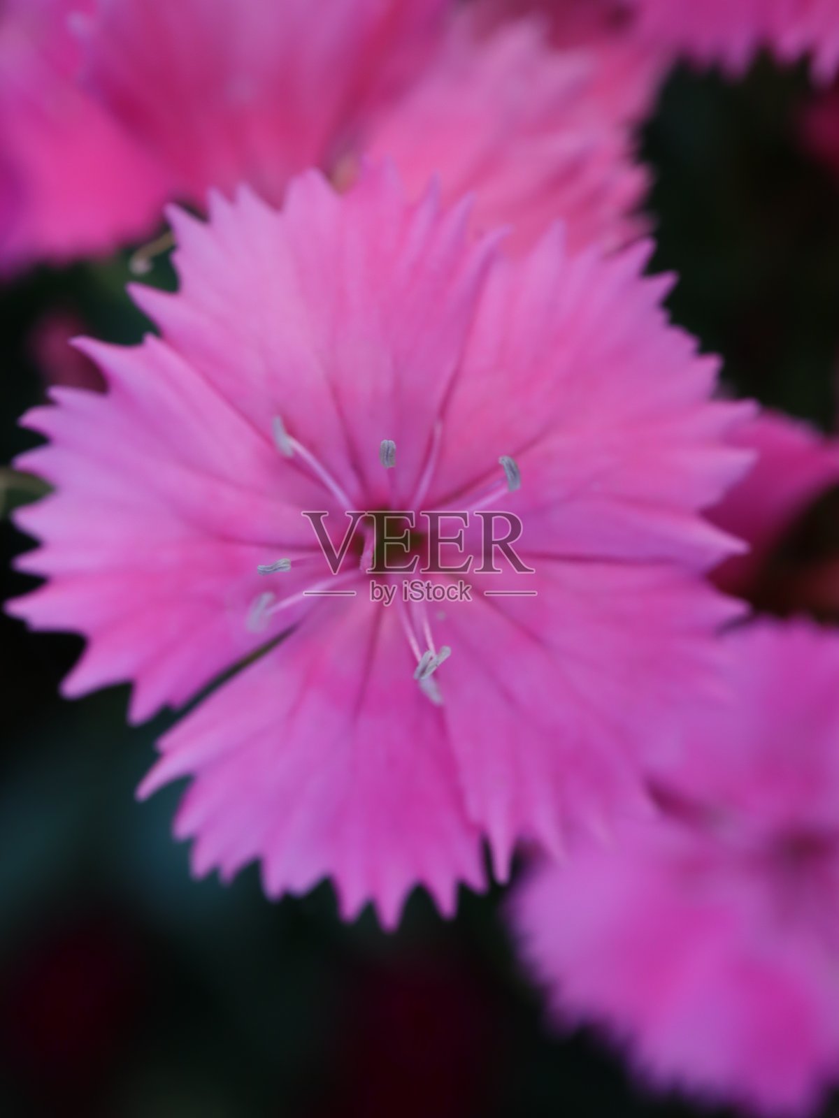 悉尼公园里的花盛开了照片摄影图片