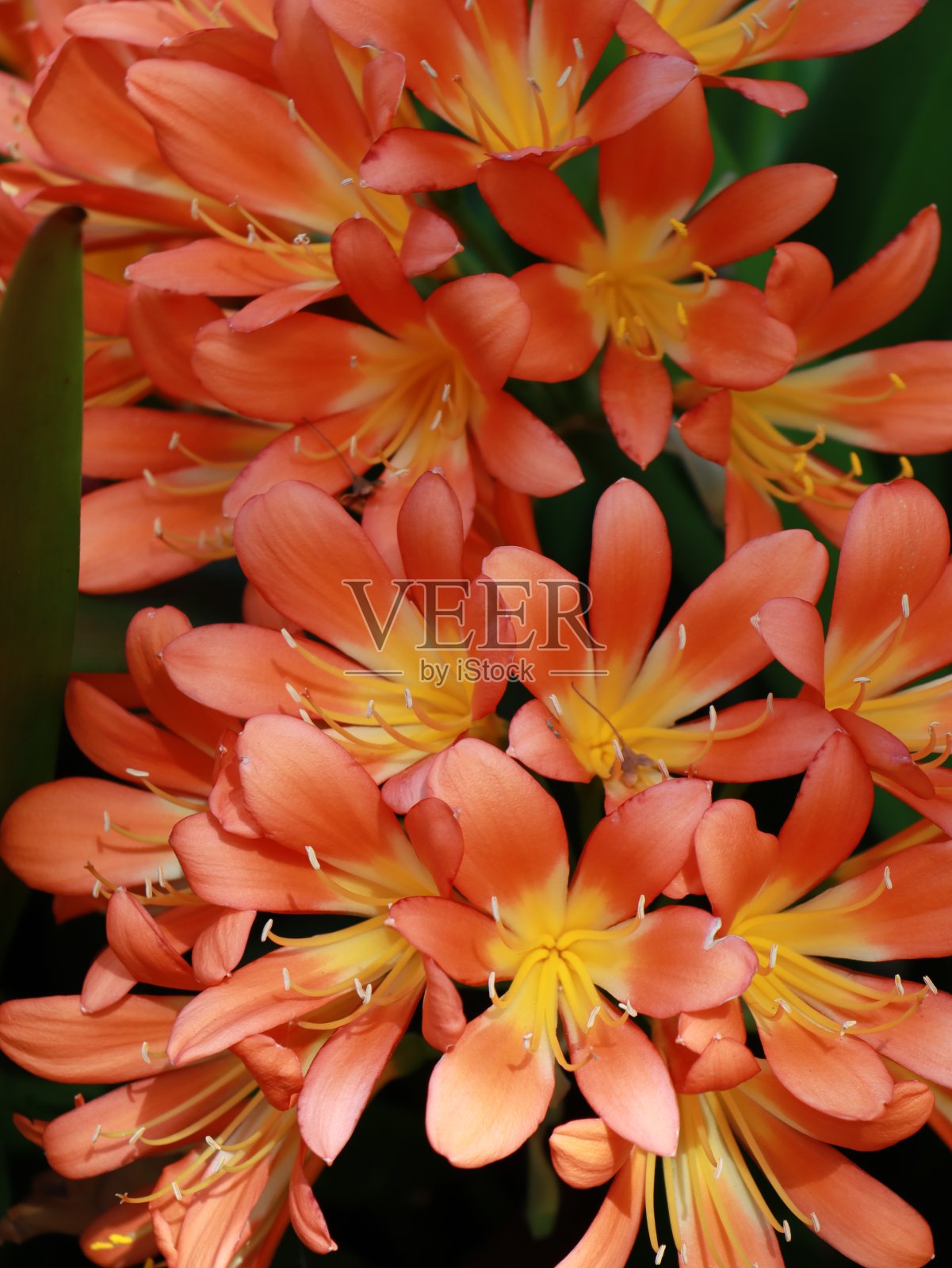 悉尼公园里盛开的五颜六色的花照片摄影图片