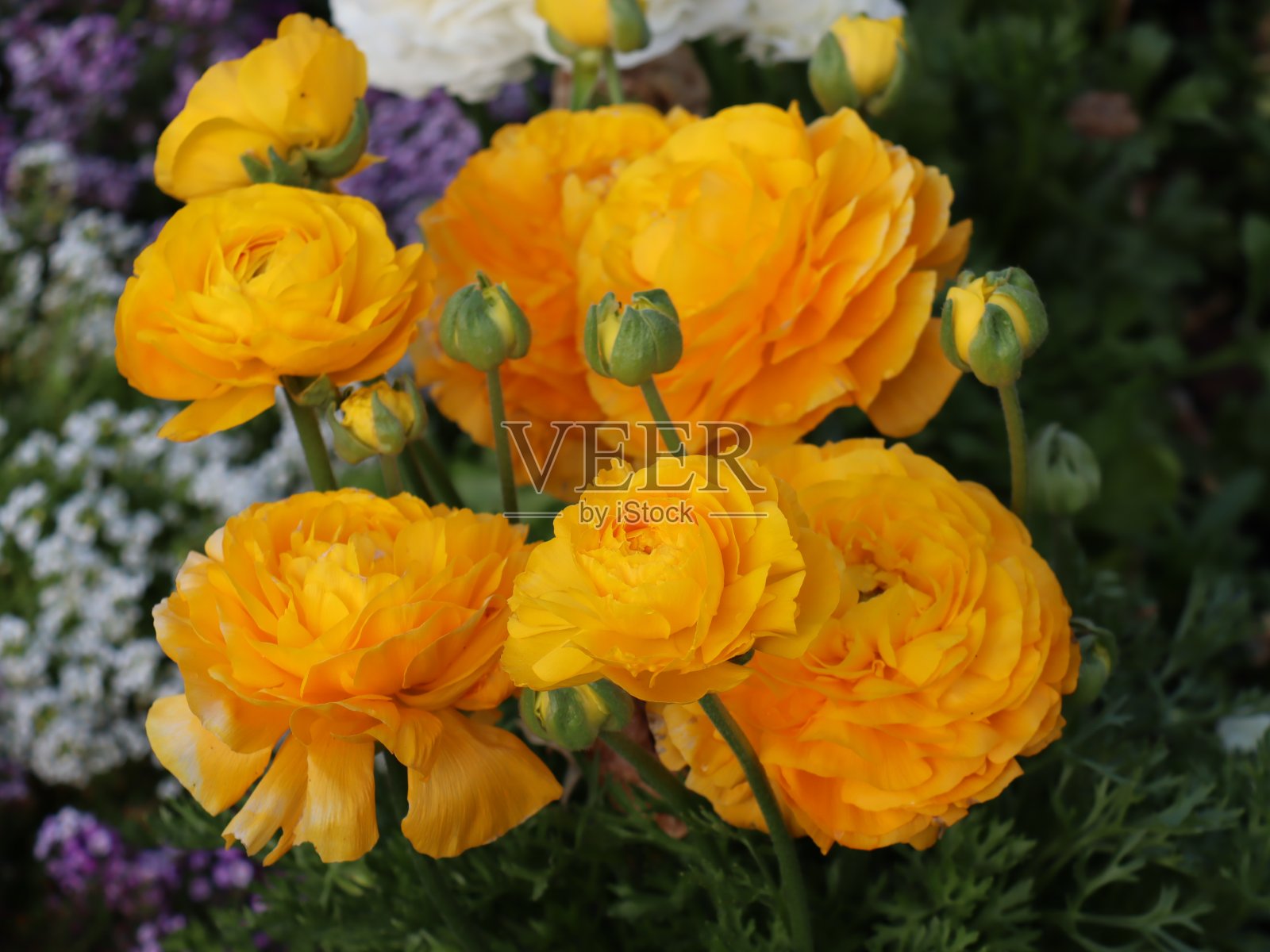 悉尼公园里的花盛开了照片摄影图片