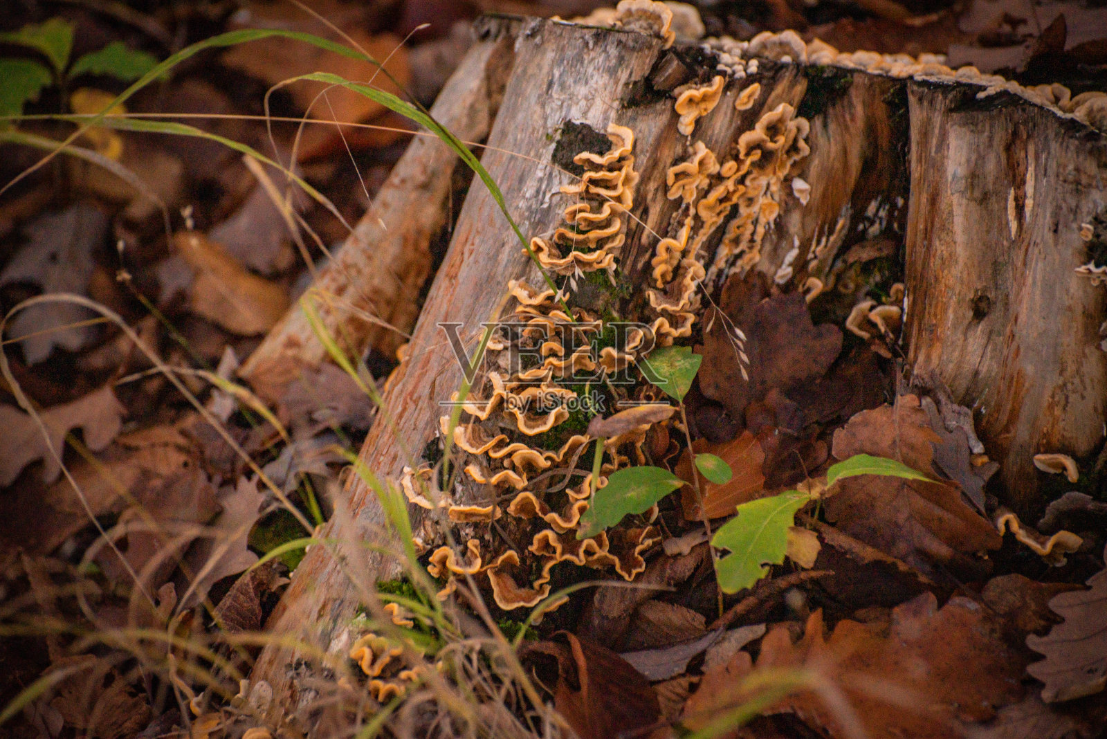 秋天有森林植物群照片摄影图片