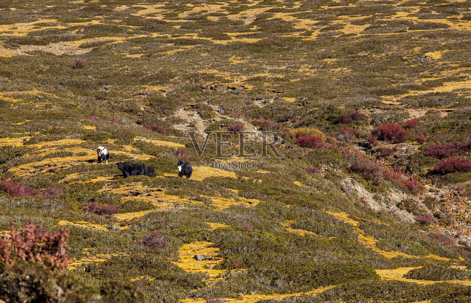 黑牦牛在高山上吃草。照片摄影图片