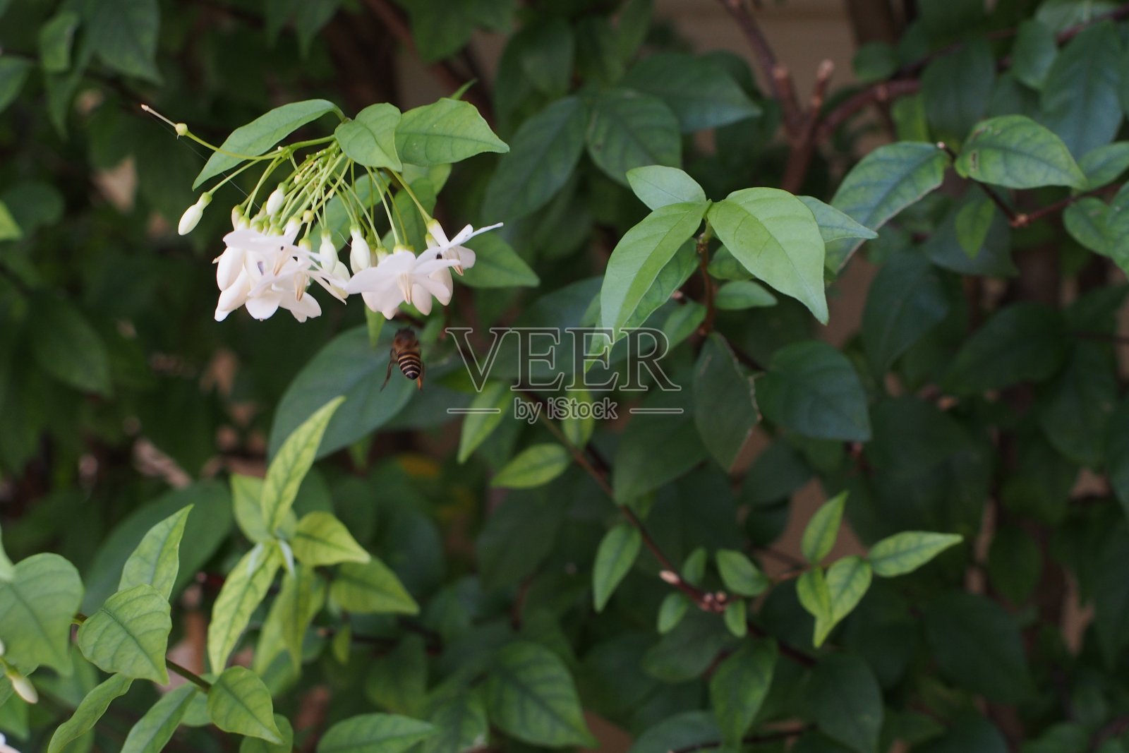 在泰国,蜜蜂盛开照片摄影图片