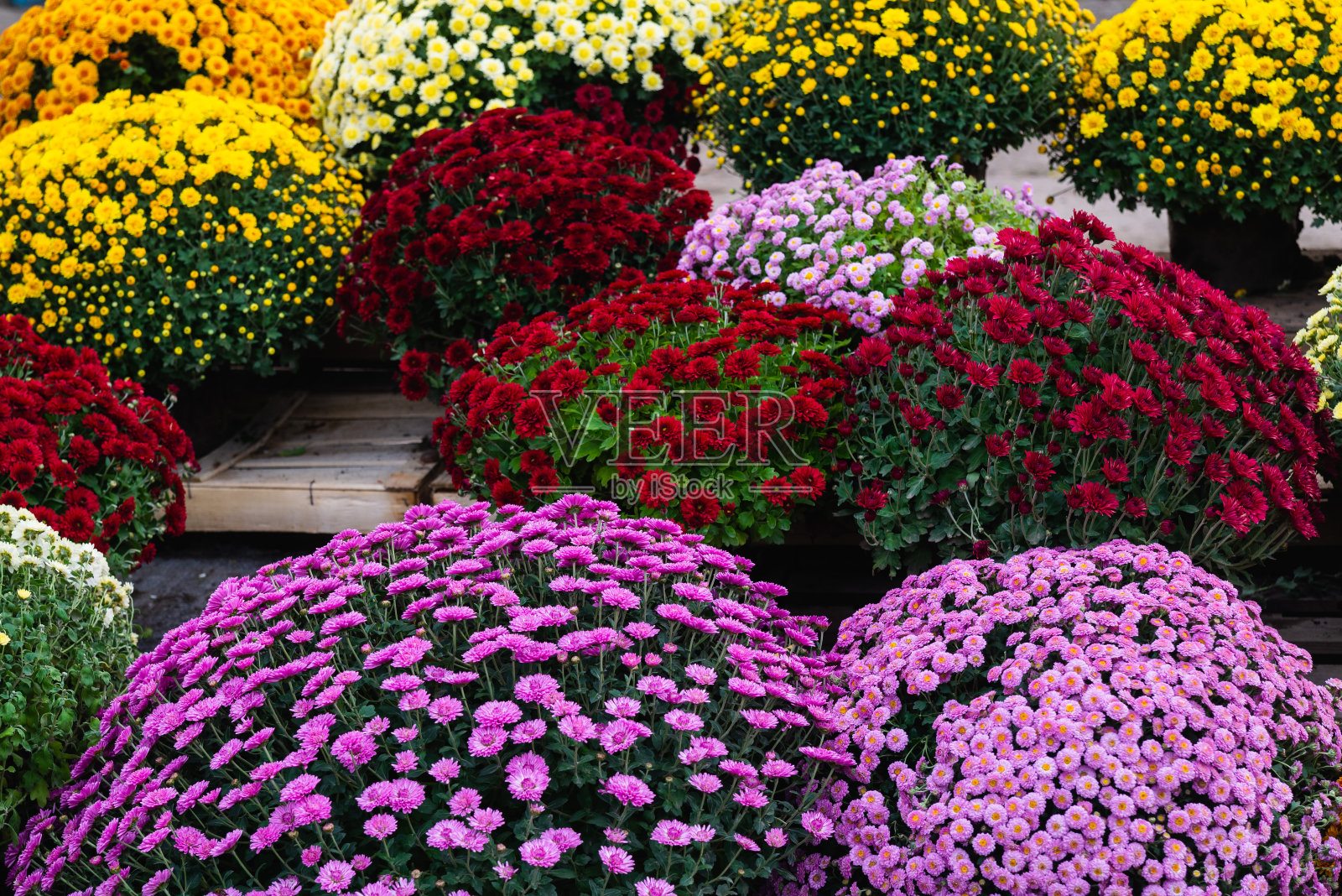 花小菊花,秋季盆栽生长照片摄影图片