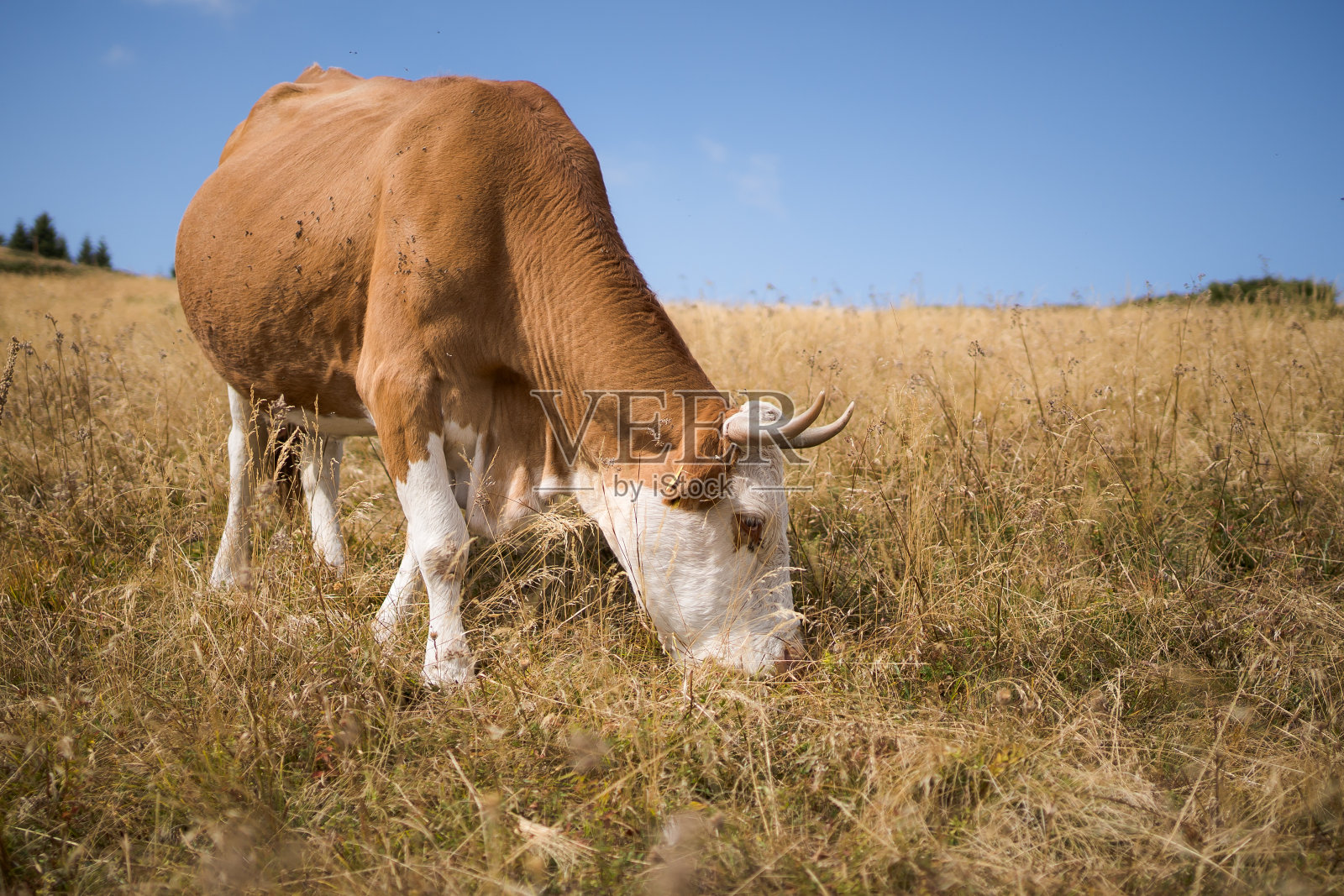 蓝天下秋日草地上的一头牛照片摄影图片