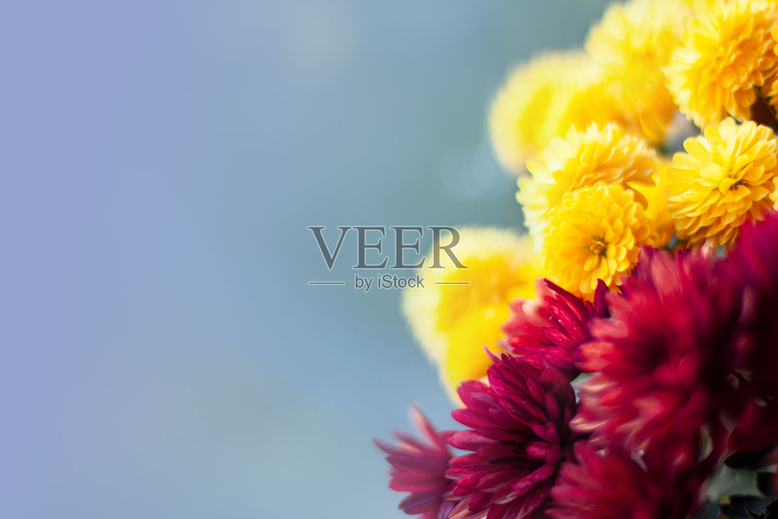 菊花与空间的文本照片摄影图片