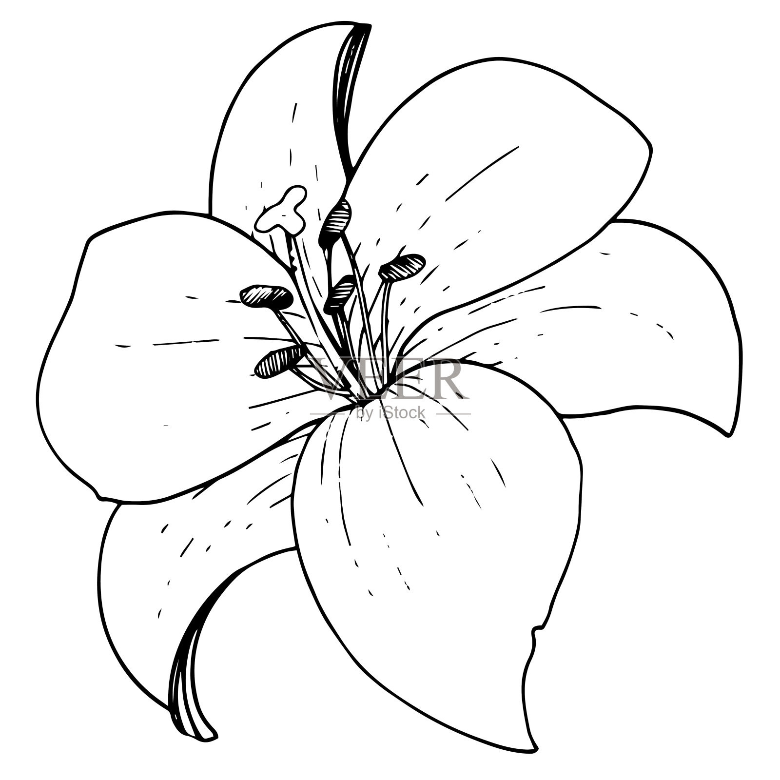 矢状花百合植物花。黑白篆刻水墨艺术。分离百合插图元素。插画图片素材