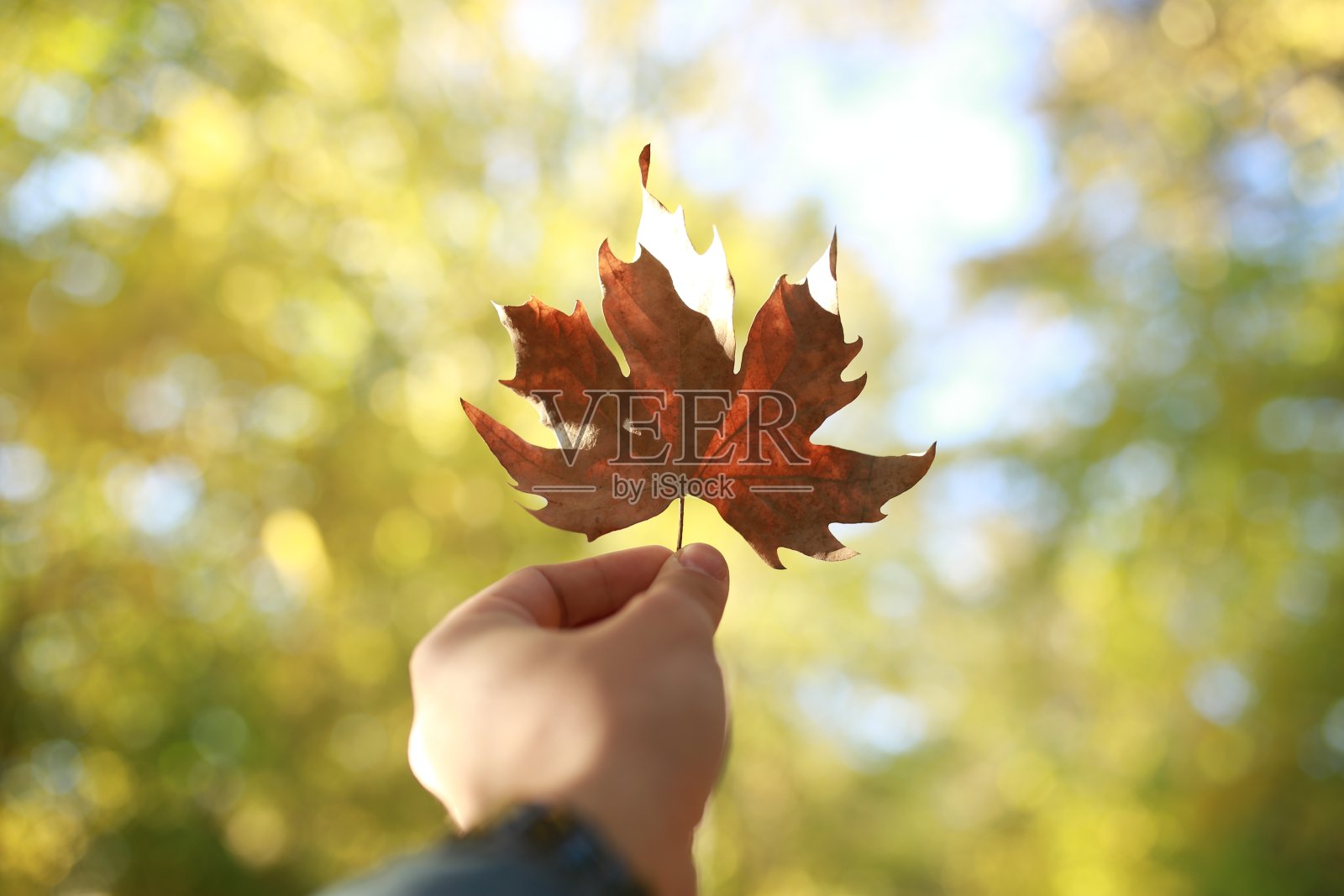 一个男人手里的秋叶照片摄影图片