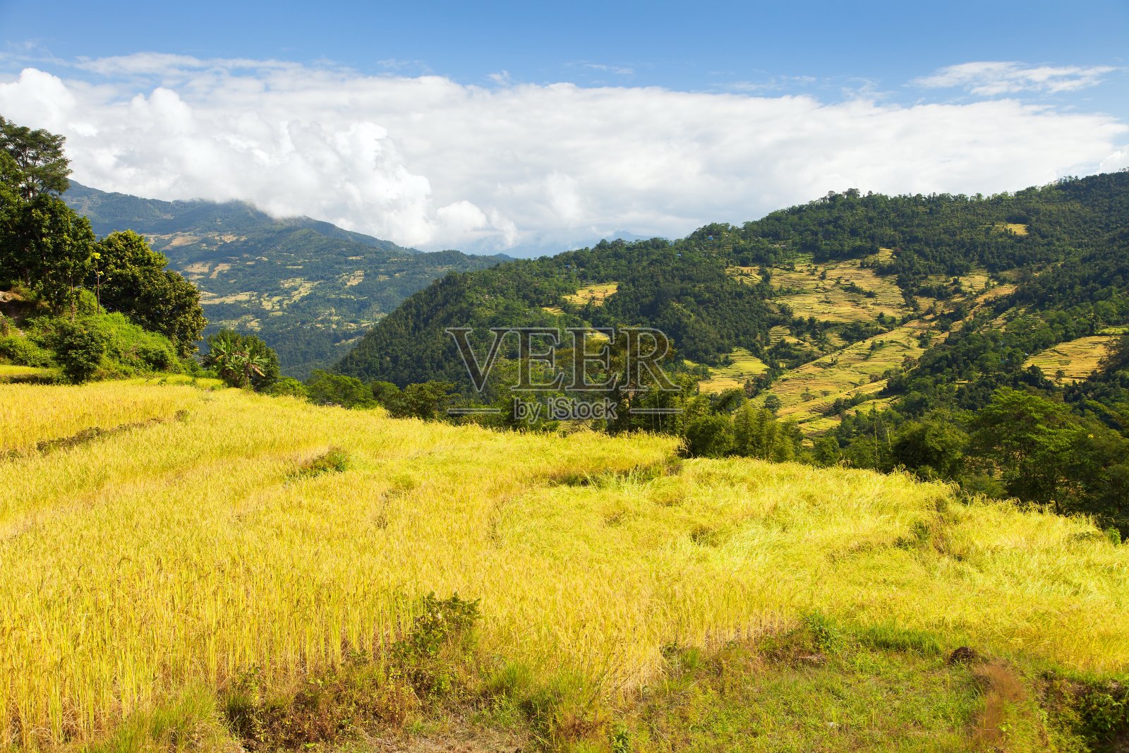 尼泊尔喜马拉雅山脉的稻田照片摄影图片