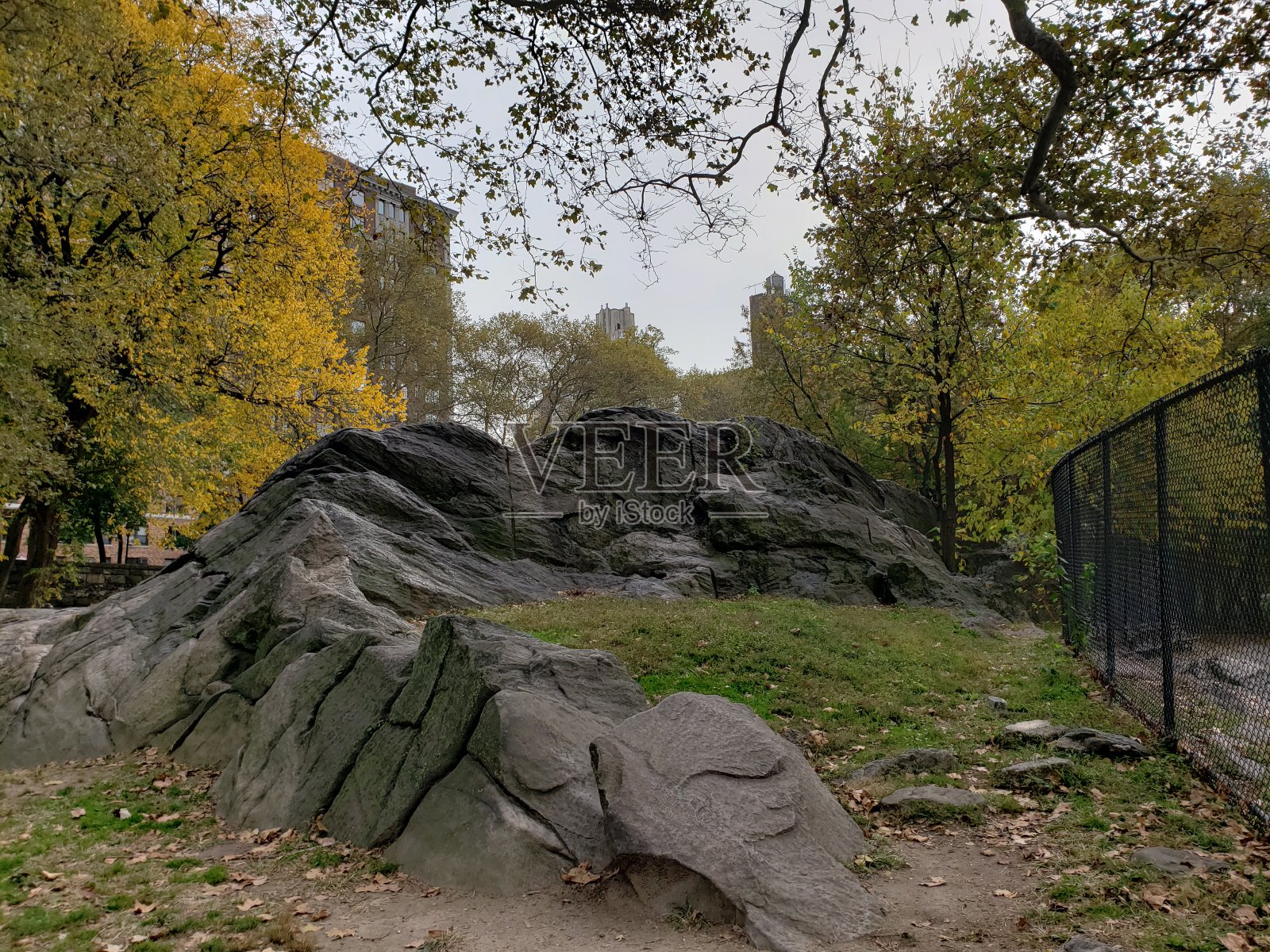 岩石和黄树照片摄影图片