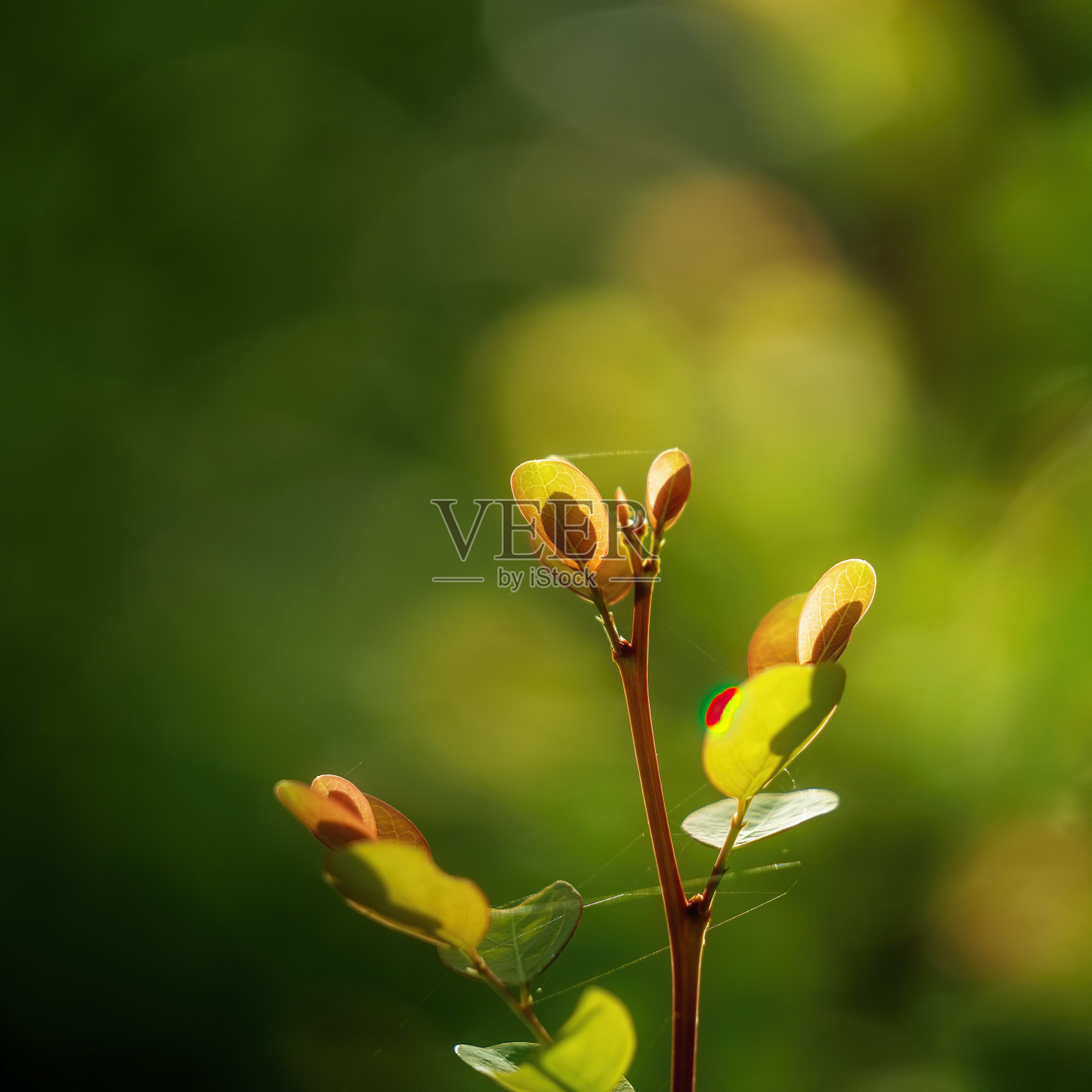 被蜘蛛网包裹的植物叶子照片摄影图片