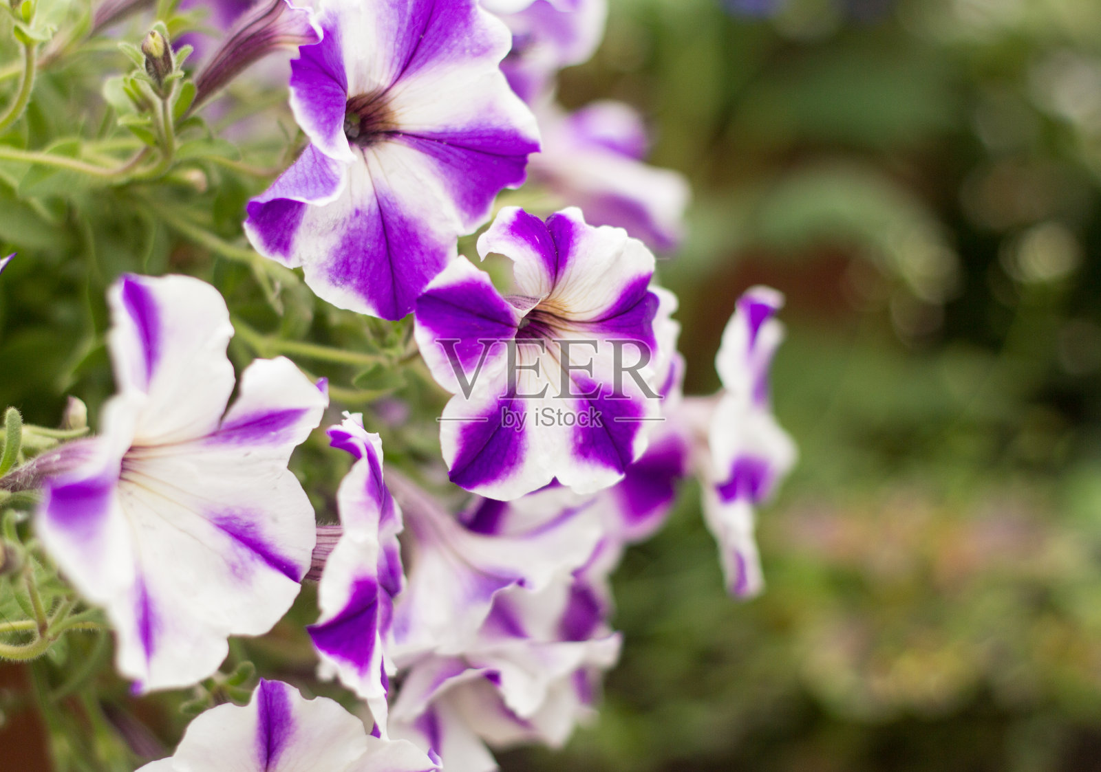 花园里盛开着美丽的紫色和白色的牵牛花照片摄影图片