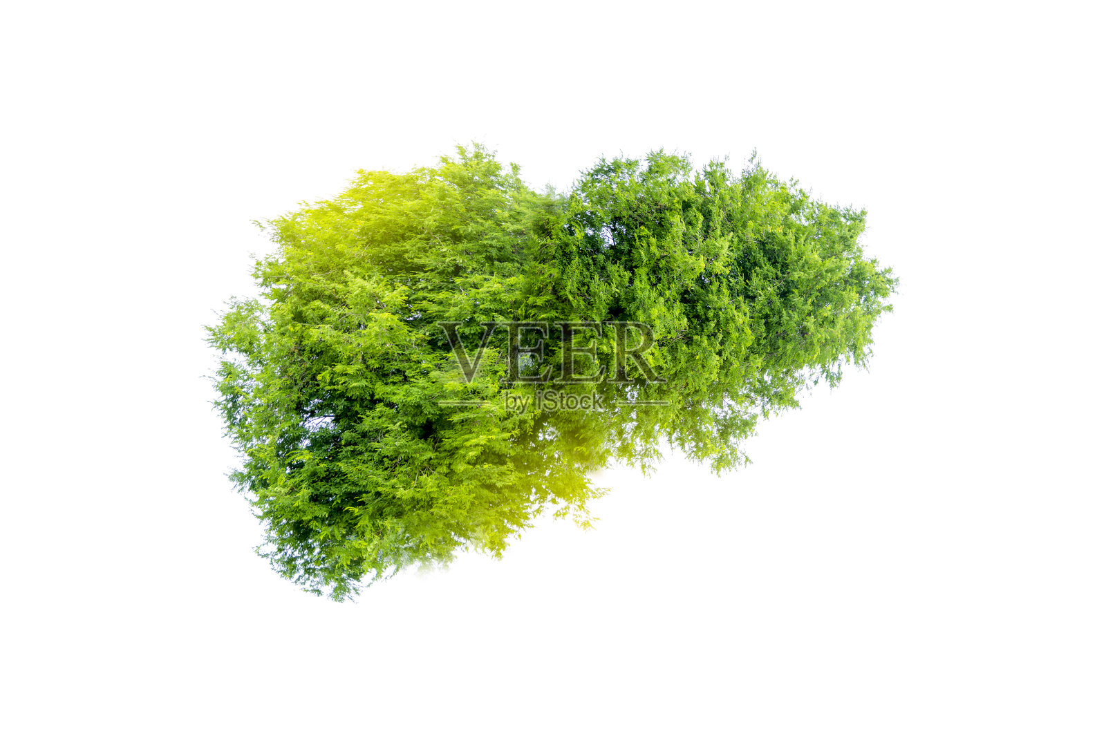 逼真的肝脏图像是人类绿树形状的疾病和肝硬化(环境)。照片摄影图片