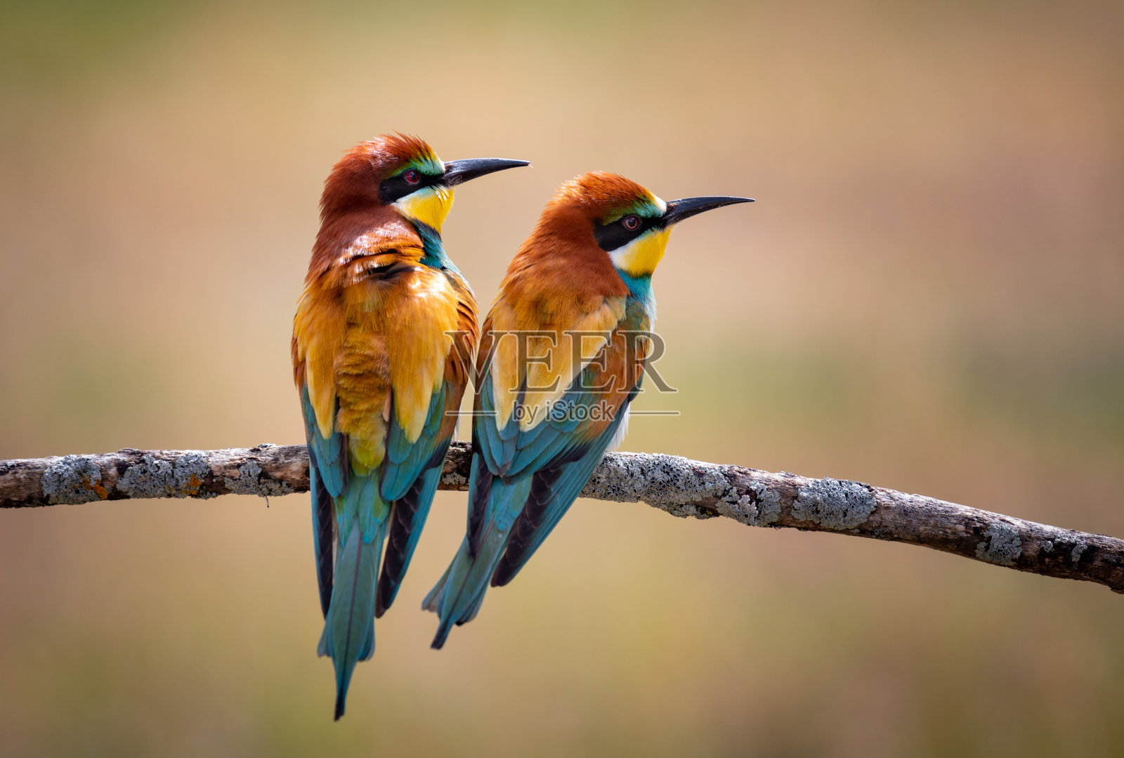 树枝上的爱照片摄影图片