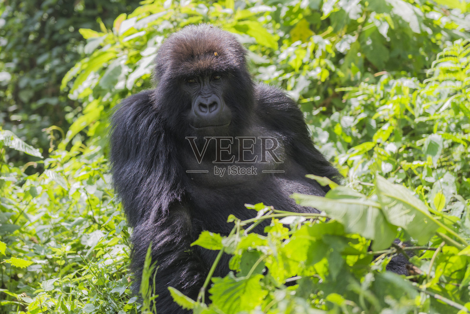 一个雌性山地大猩猩的肖像照片摄影图片